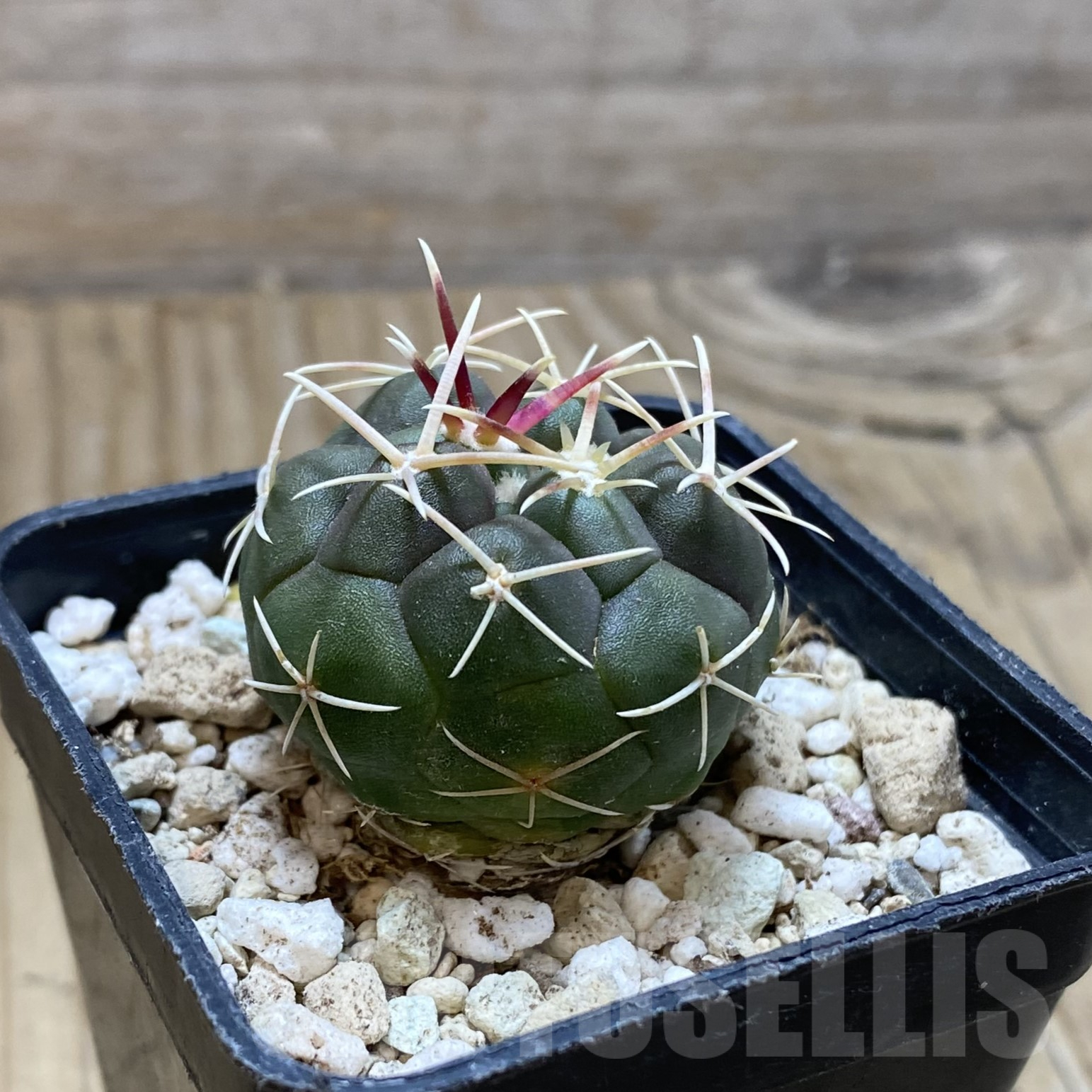 SH15582 Thelocactus hexaedrophorus -Rio Verde- 1100m - Image 2