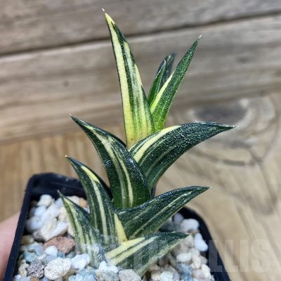 SH22991 Haworthiopsis viscosa f. variegata