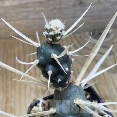 SH15584 Tephrocactus articulatus v. papyracanthus
