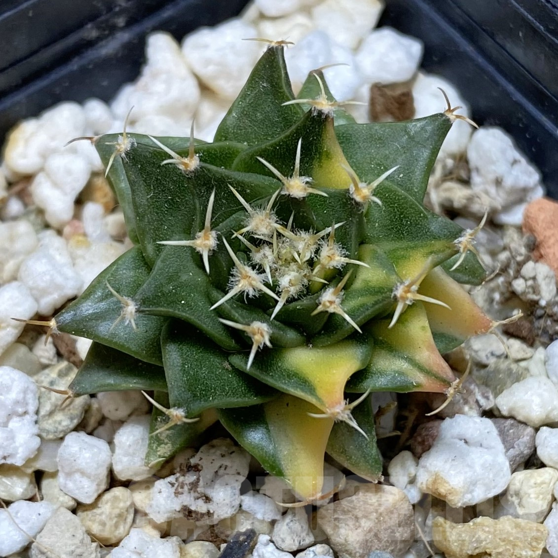 SH15586 Obregonia denigrii f. variegata