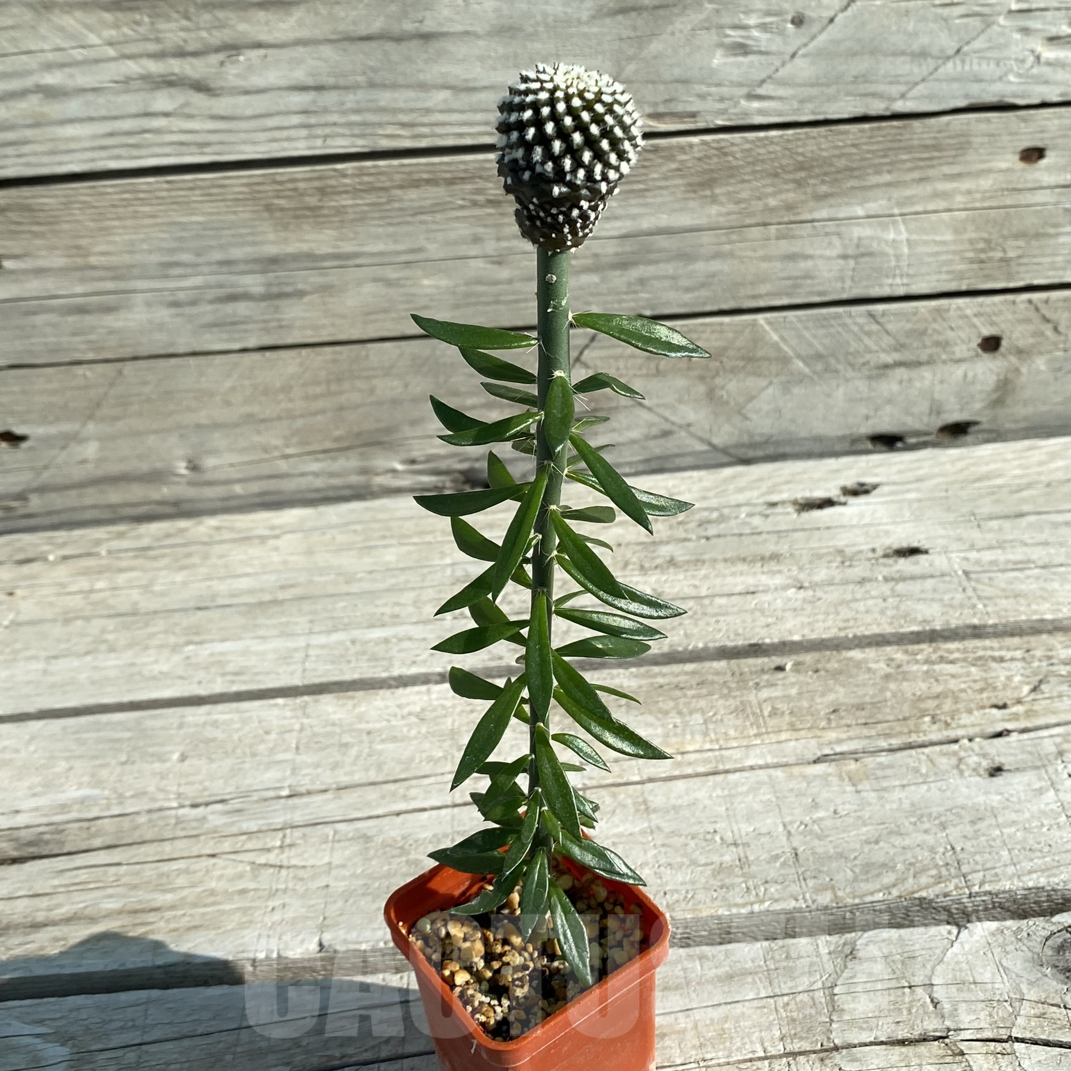 SH15588 Copiapoa tenuissima f. monstrosa, grafted - Image 2