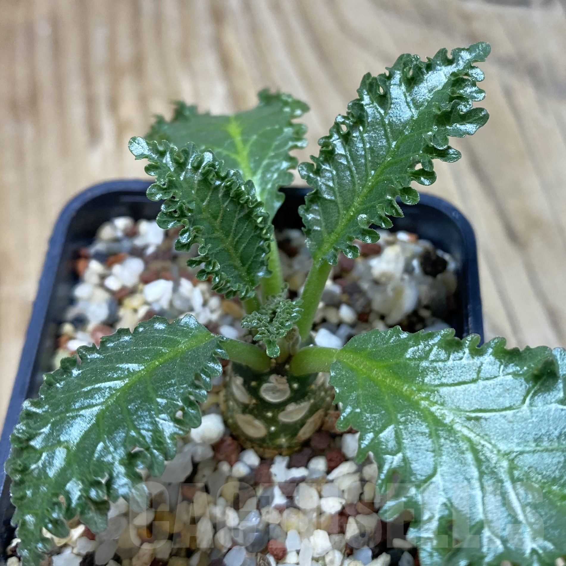 SH15589 Dorstenia horwoodii