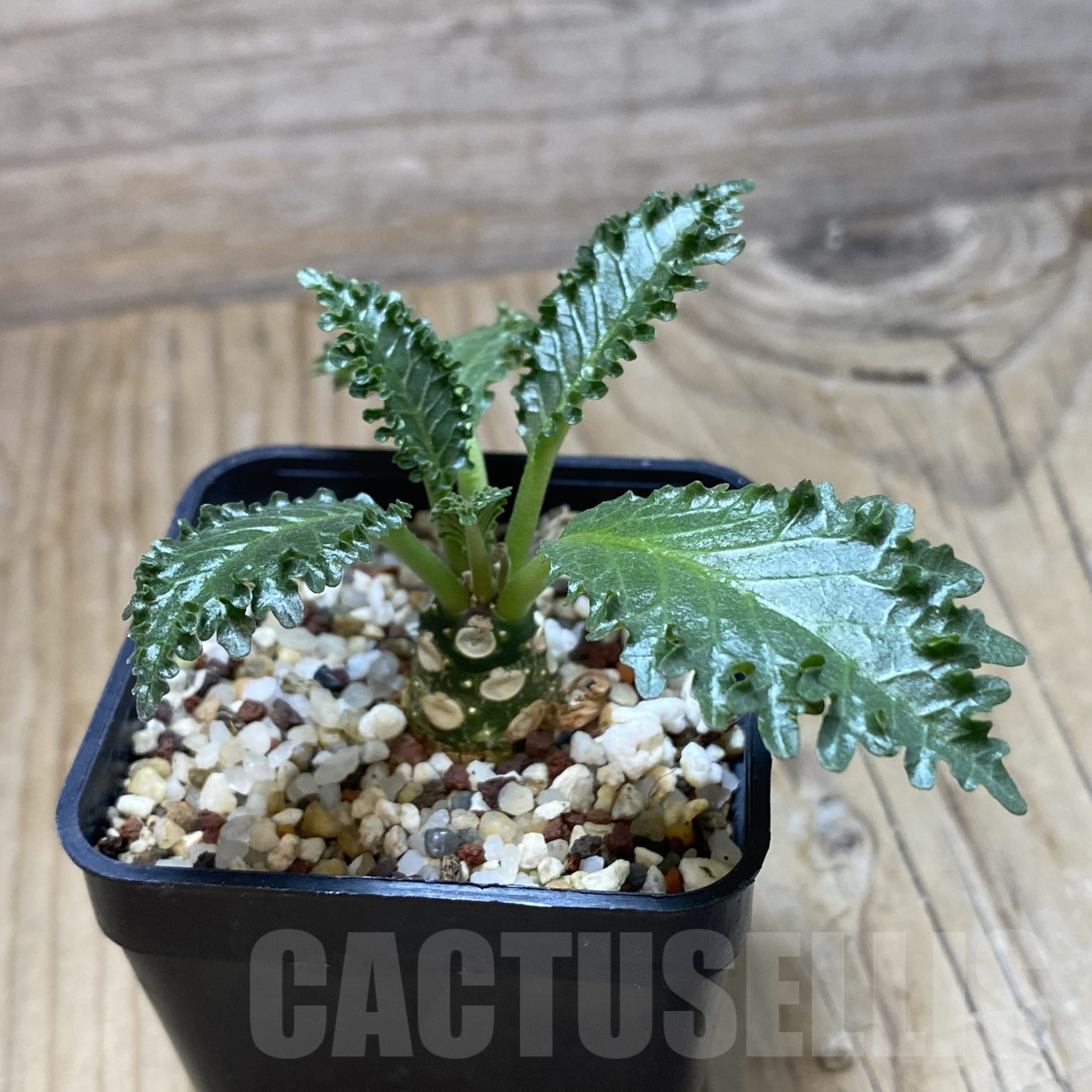 SH15589 Dorstenia horwoodii - Image 2