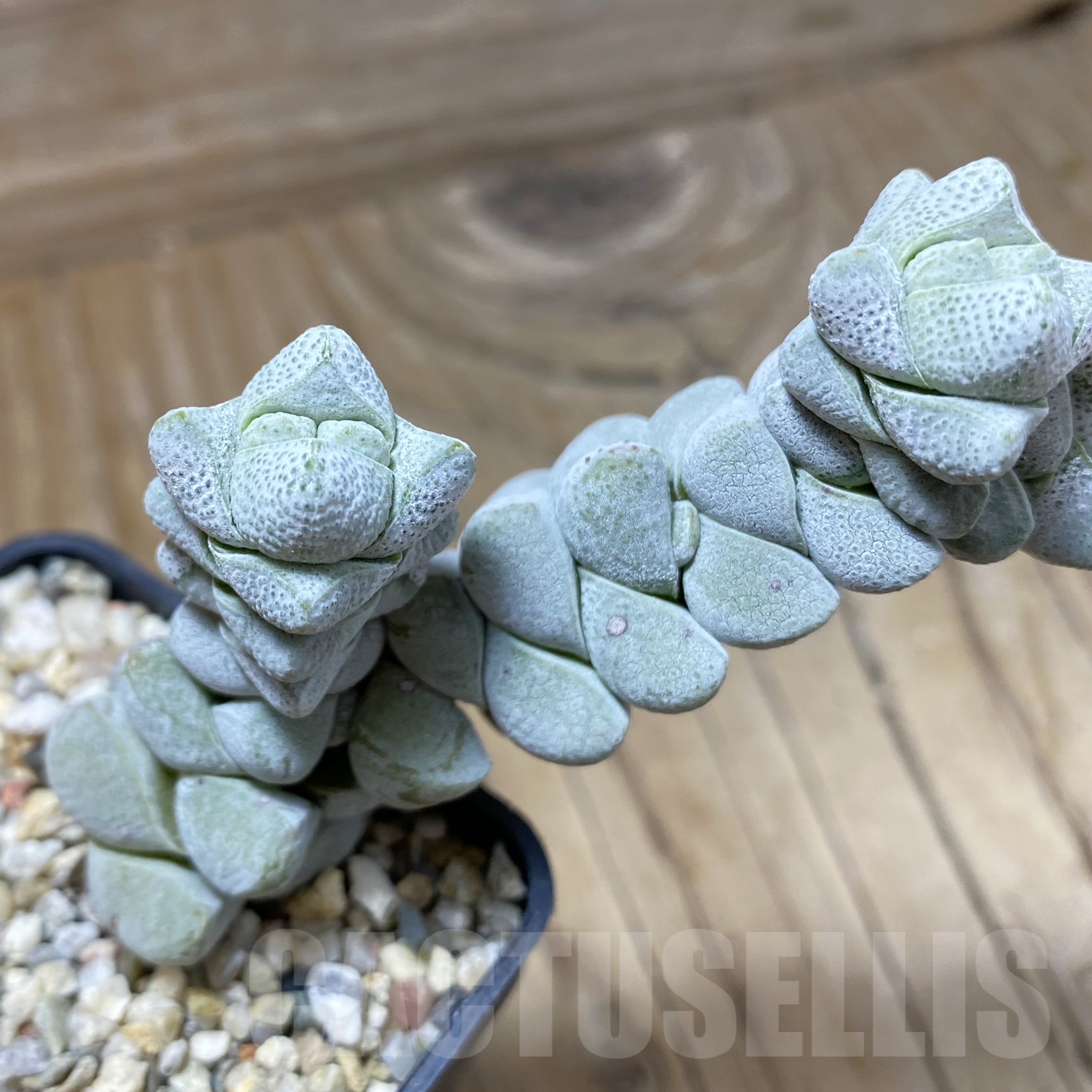 SH22998 Crassula deceptor