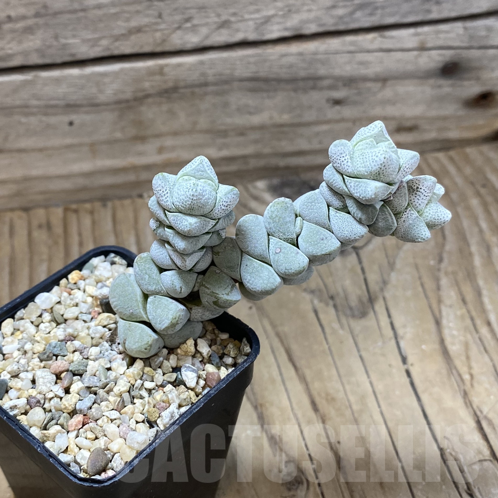 SH22998 Crassula deceptor - Image 2