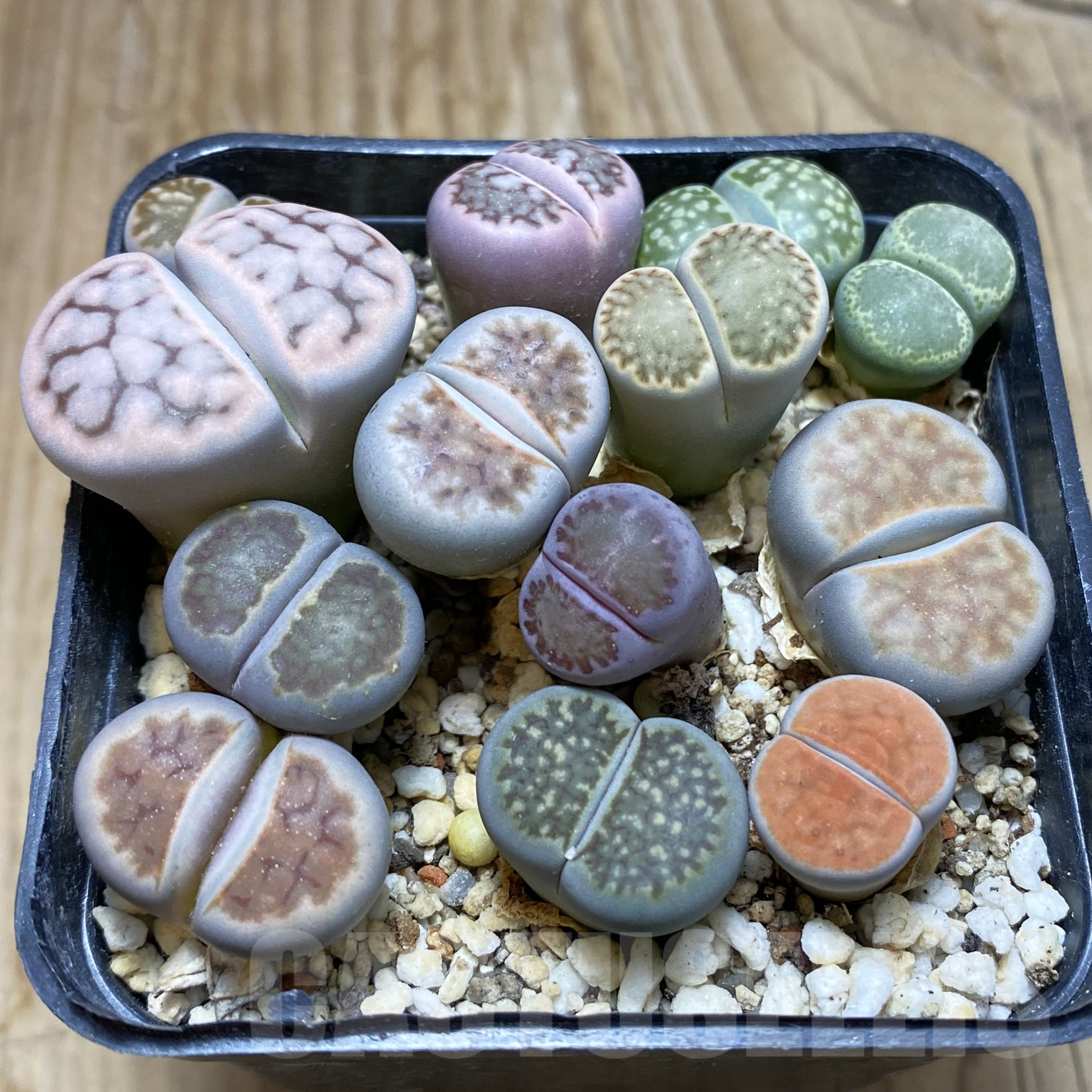 SH15595 Lithops mix
