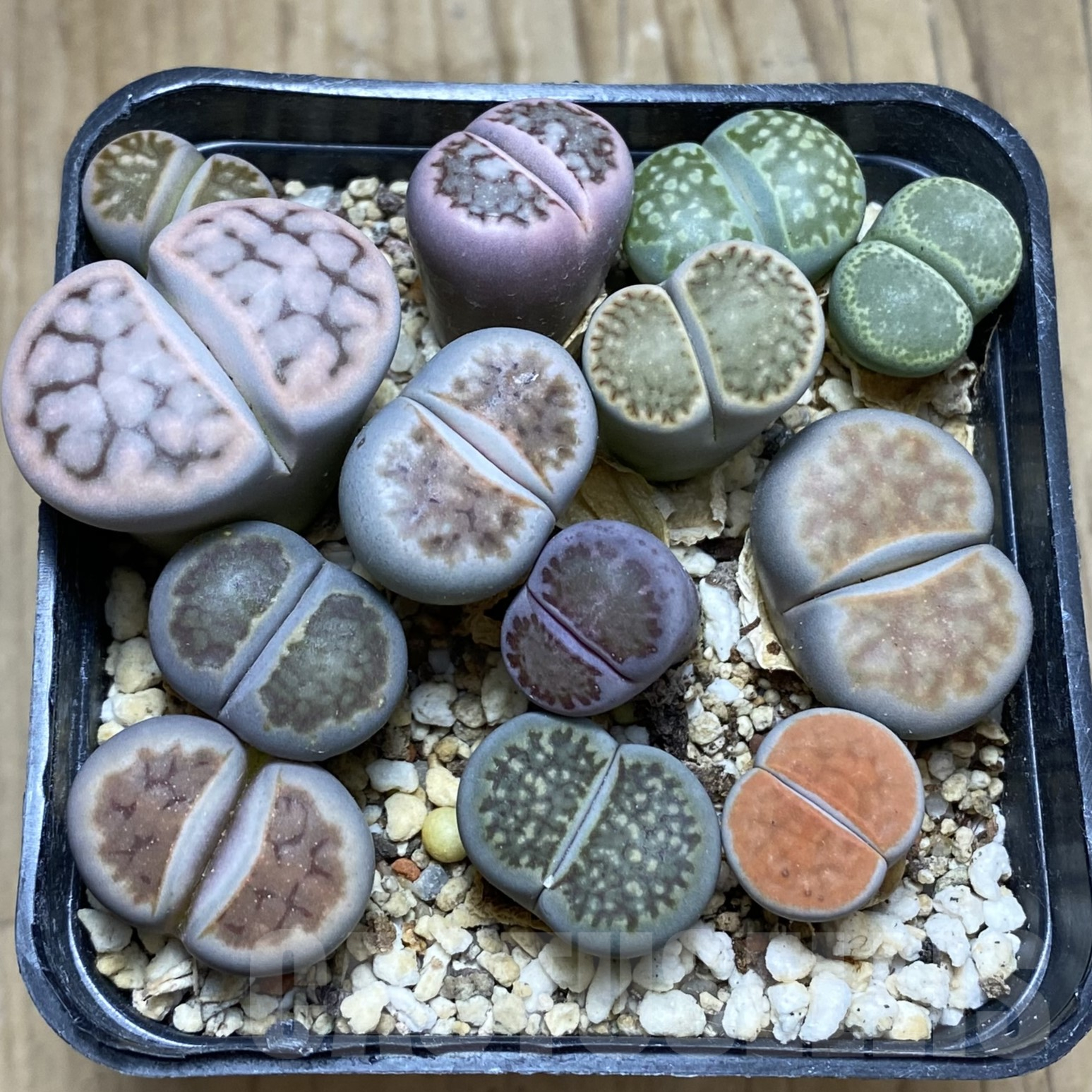 SH15595 Lithops mix - Image 2