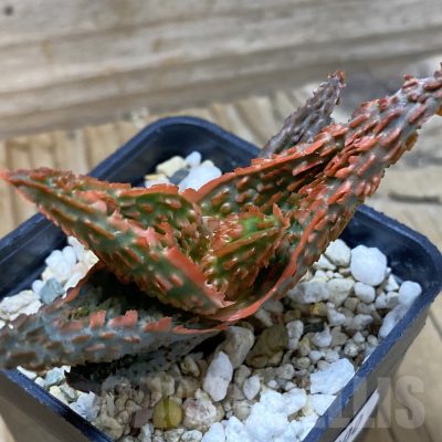 SH23000 Aloe TCT hybrid