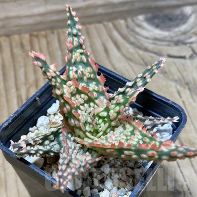 SH23001 Aloe TCT hybrid