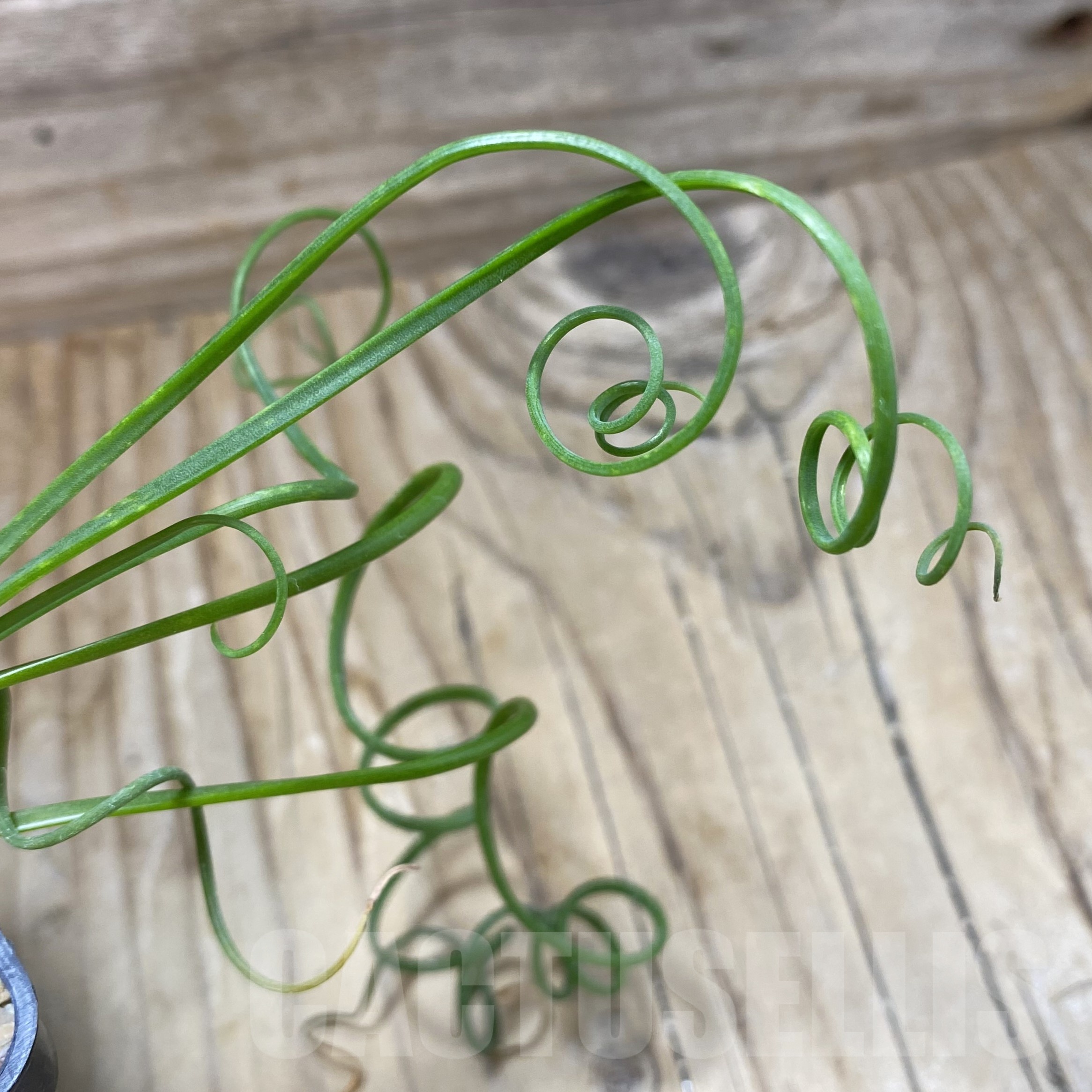 SH23002 Albuca spiralis