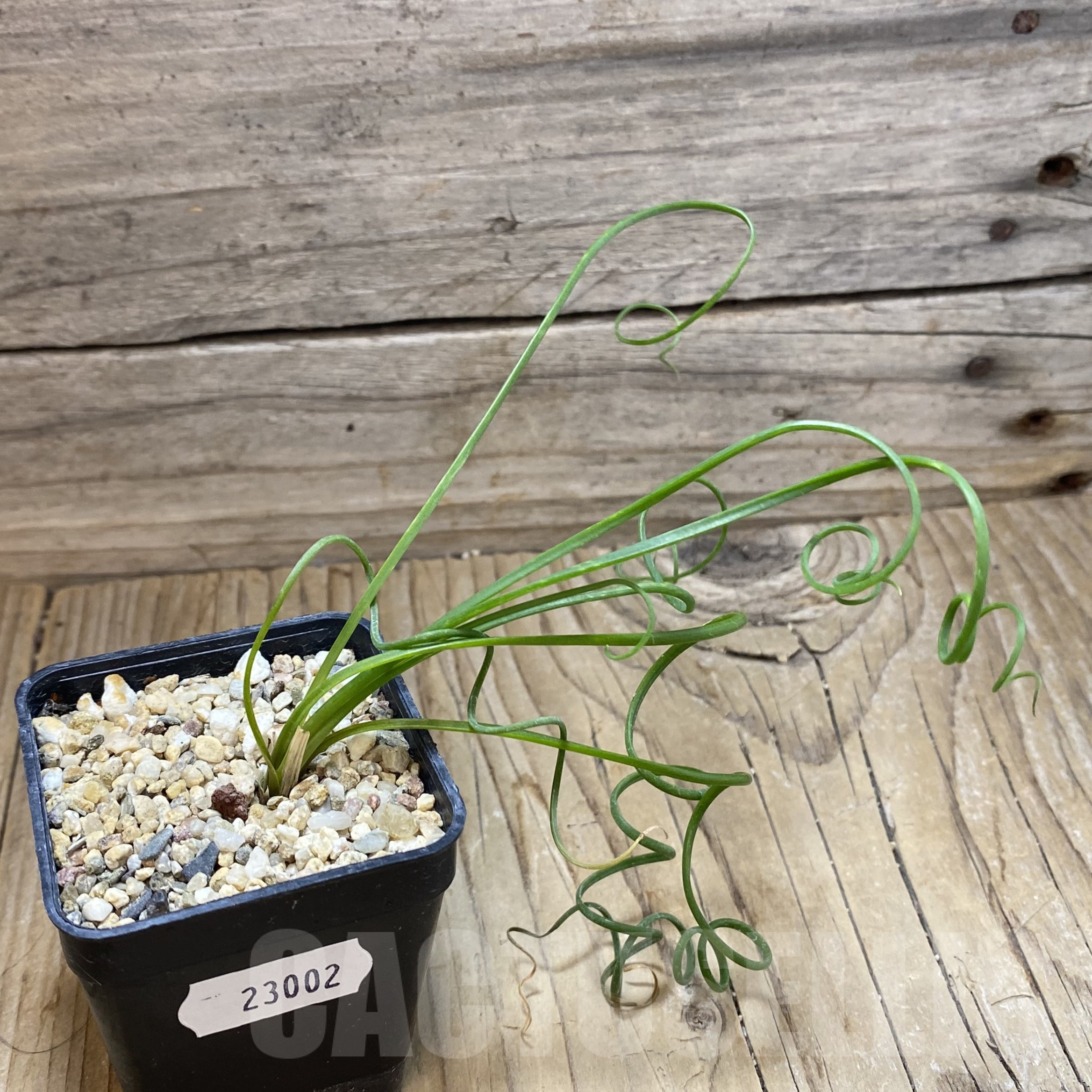 SH23002 Albuca spiralis - Image 2