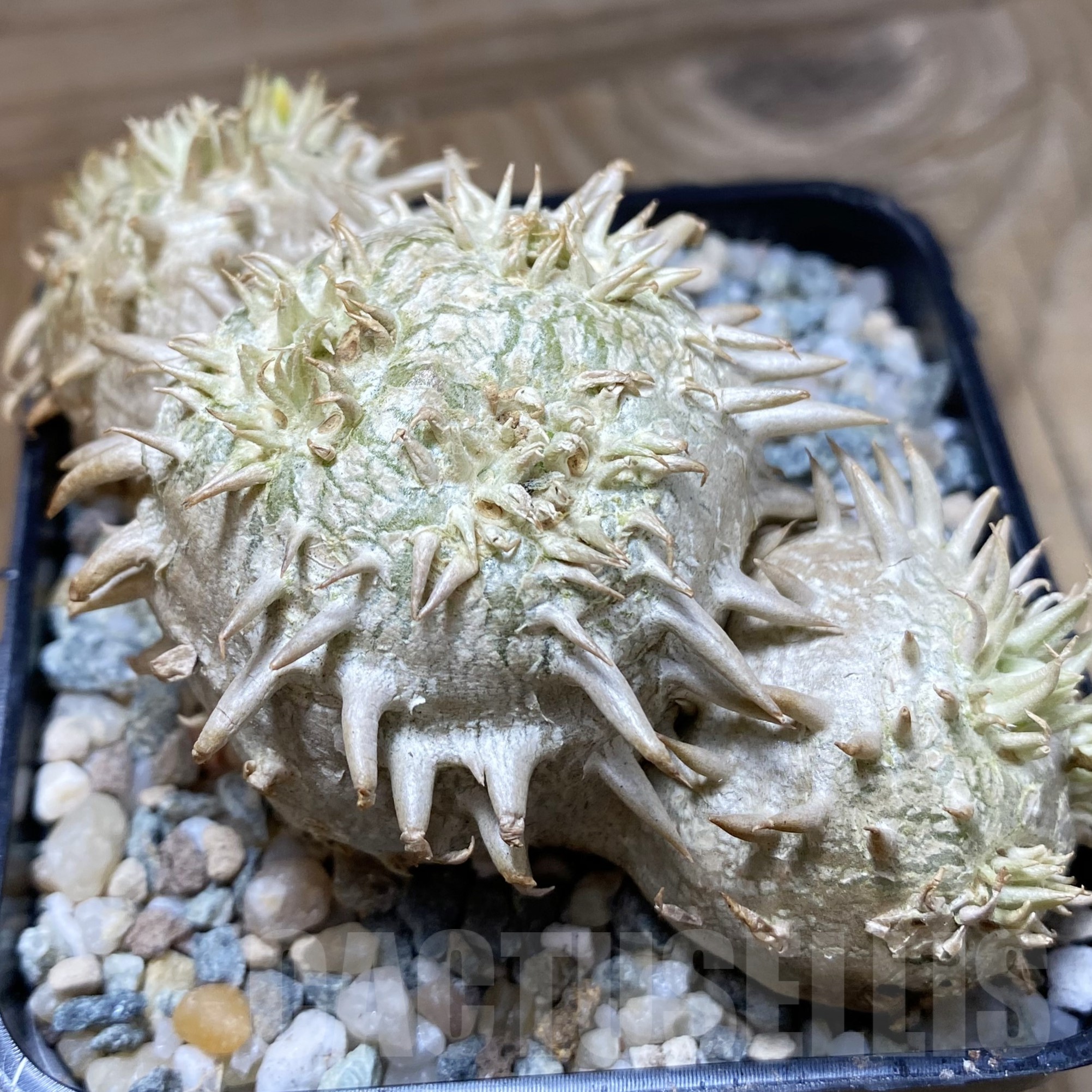 SH23004 Pachypodium brevicaule, own roots