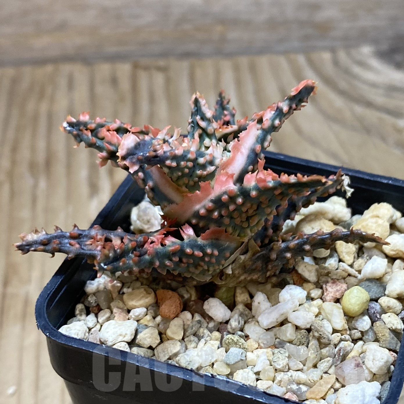 SH15602 Aloe TCT hybrid - Image 2