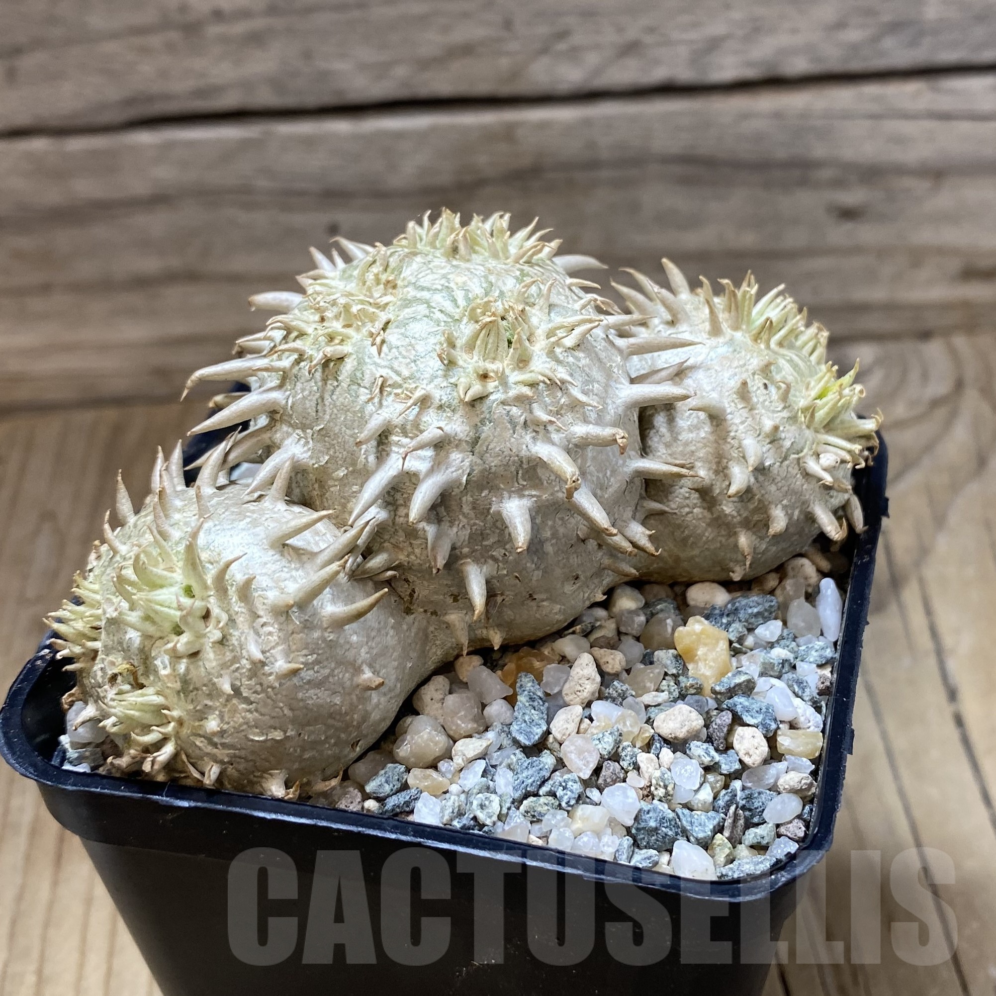 SH23004 Pachypodium brevicaule, own roots - Image 2