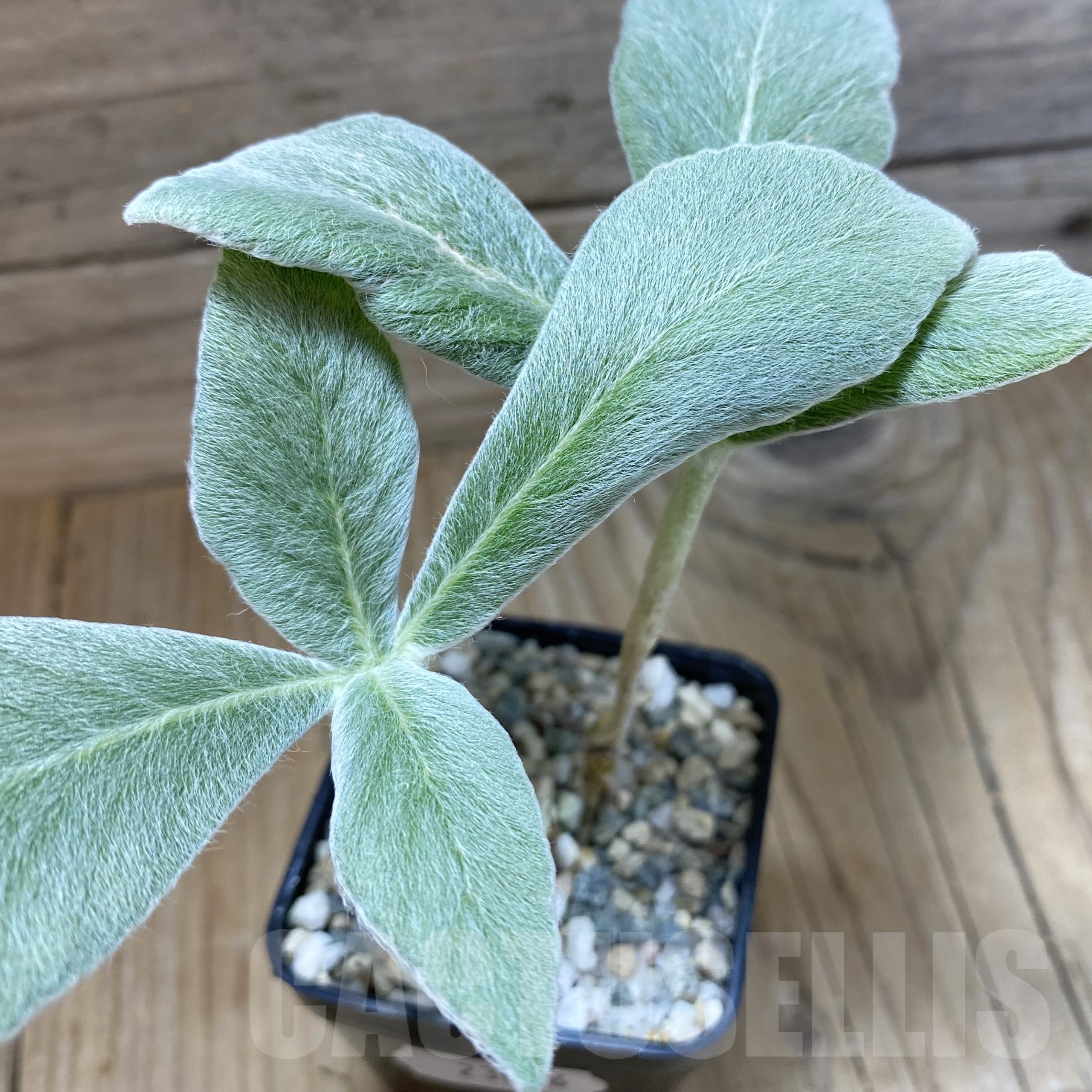 SH23006 Sinningia leucotricha