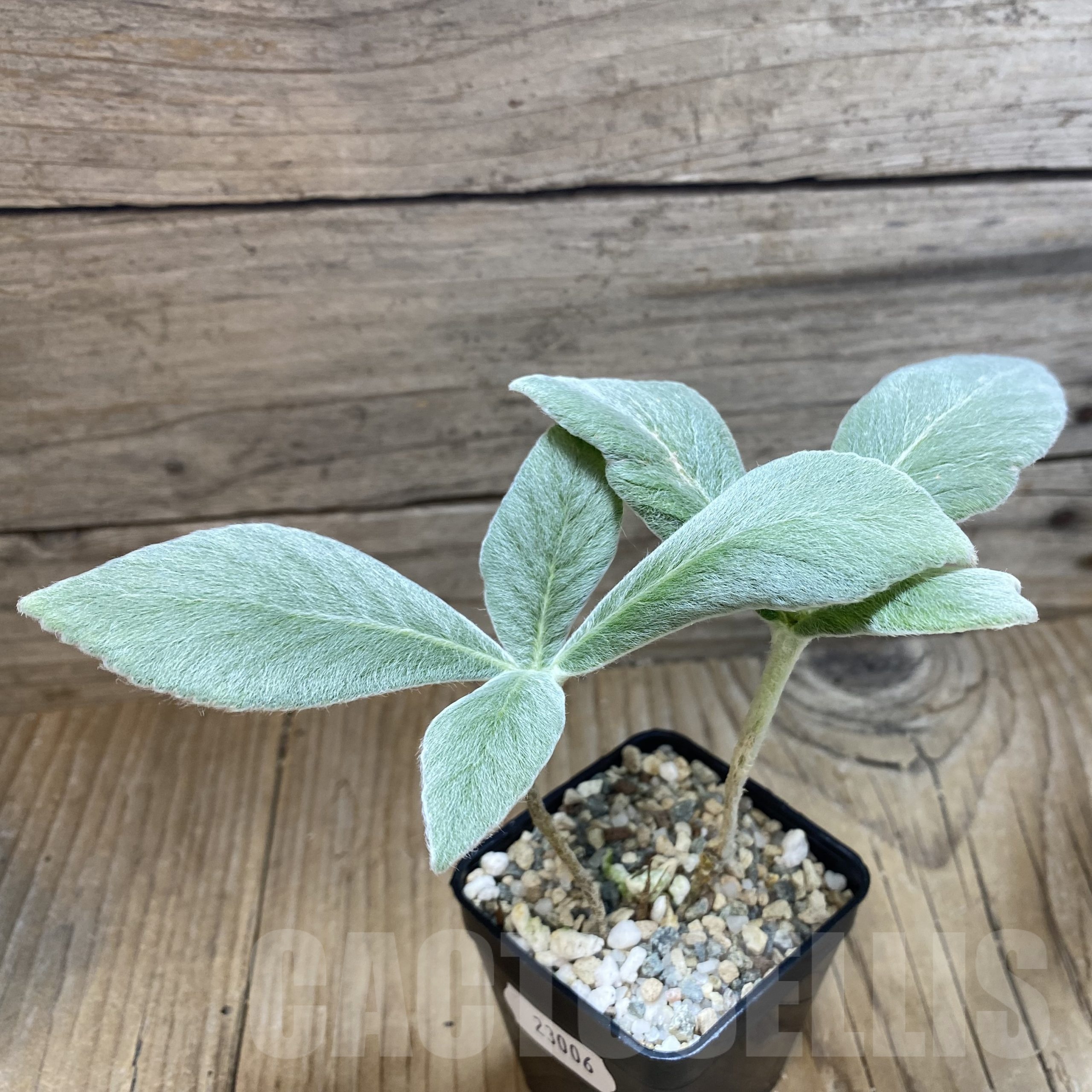 SH23006 Sinningia leucotricha - Image 2