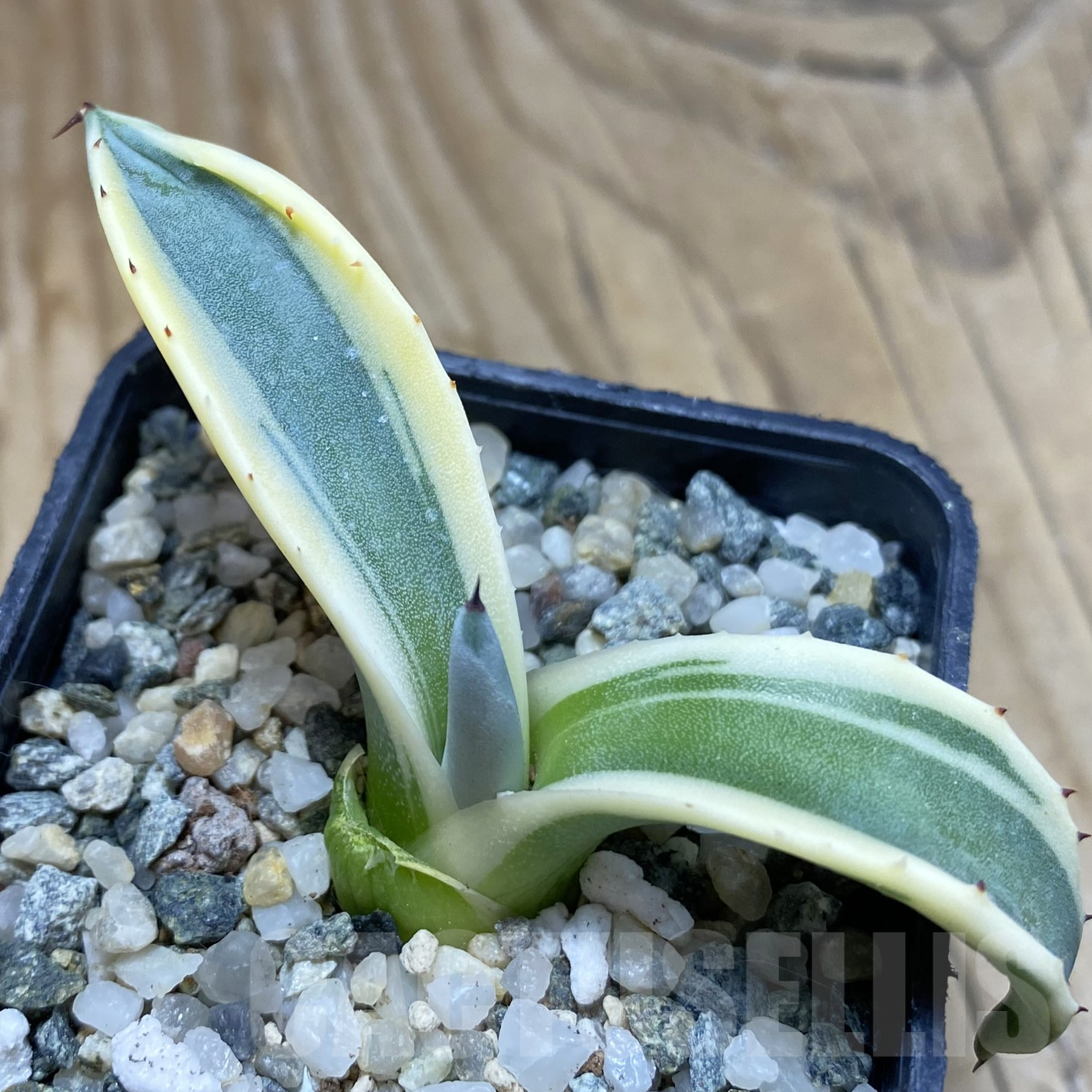 SH15605 Agave patonii f. variegata
