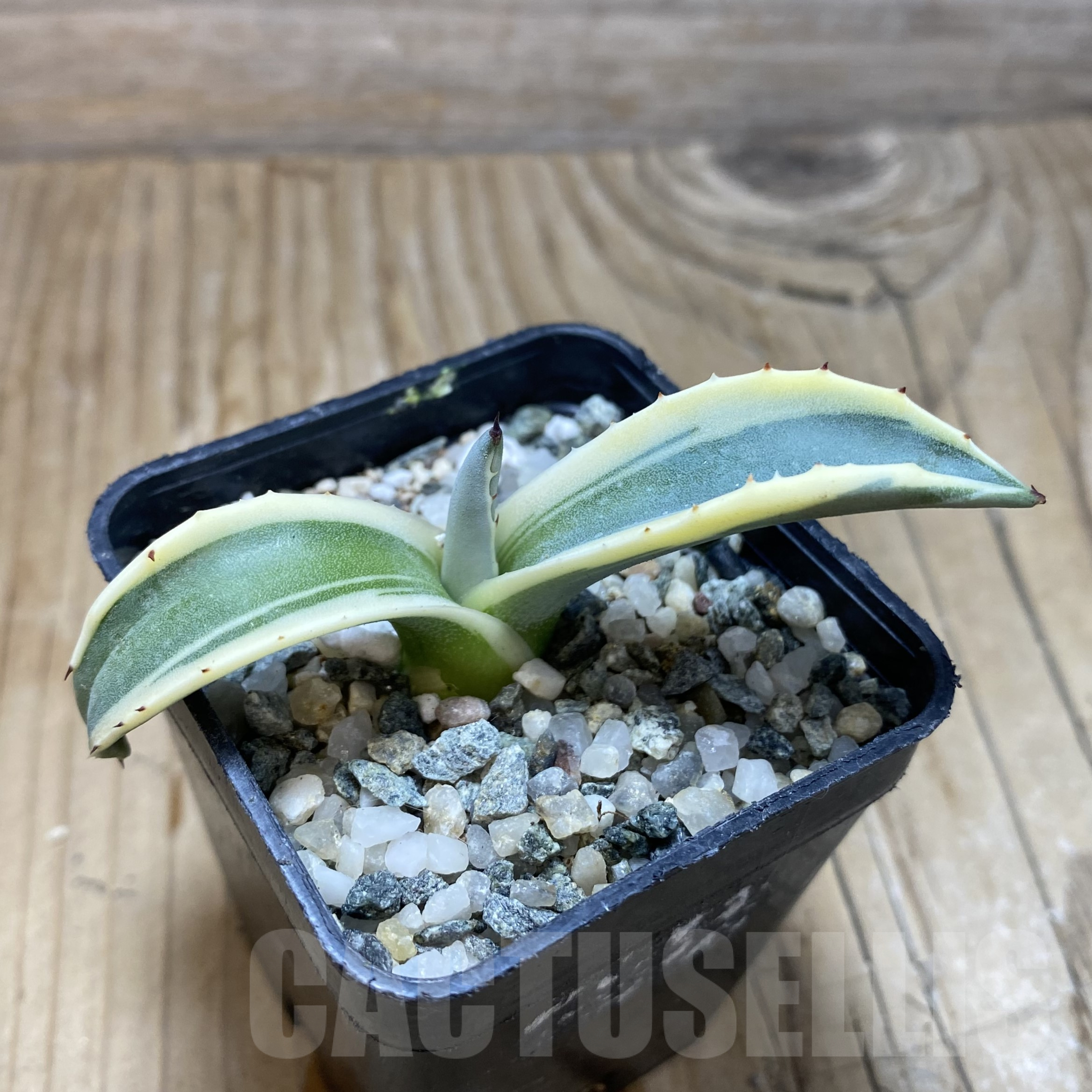 SH15605 Agave patonii f. variegata - Image 2