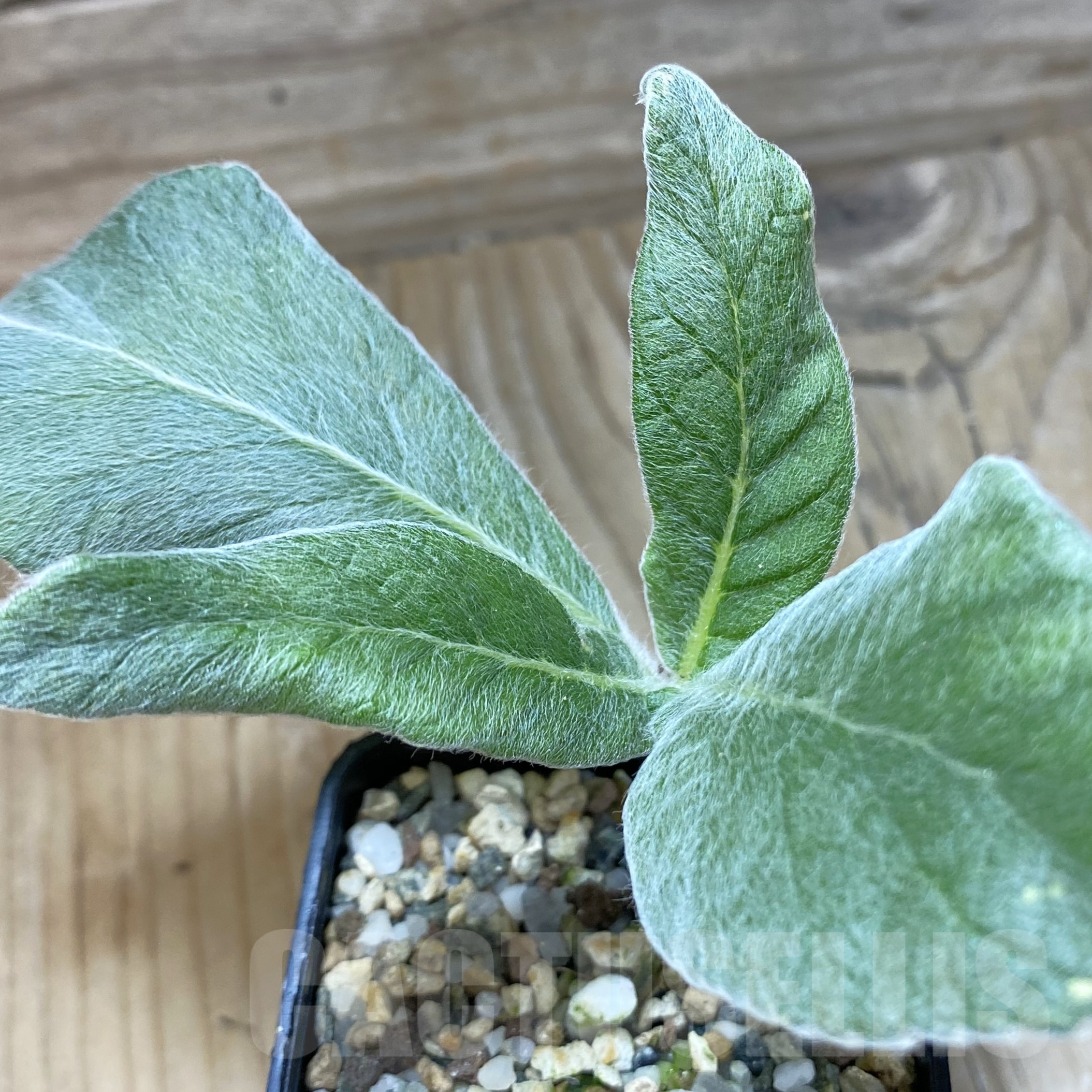 SH23007 Sinningia leucotricha