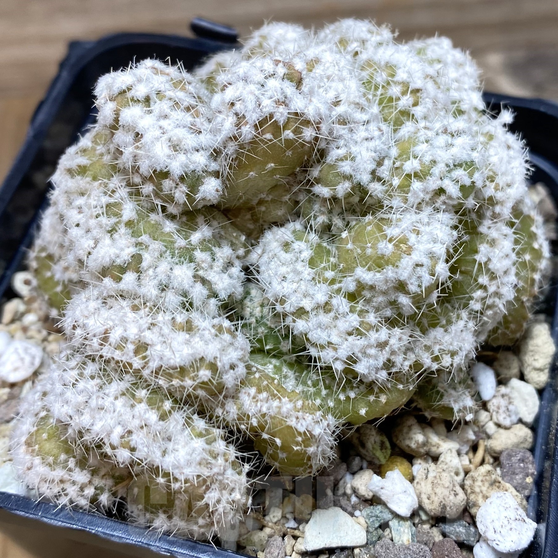 SH19349 Echinopsis subdenudata f. cristata