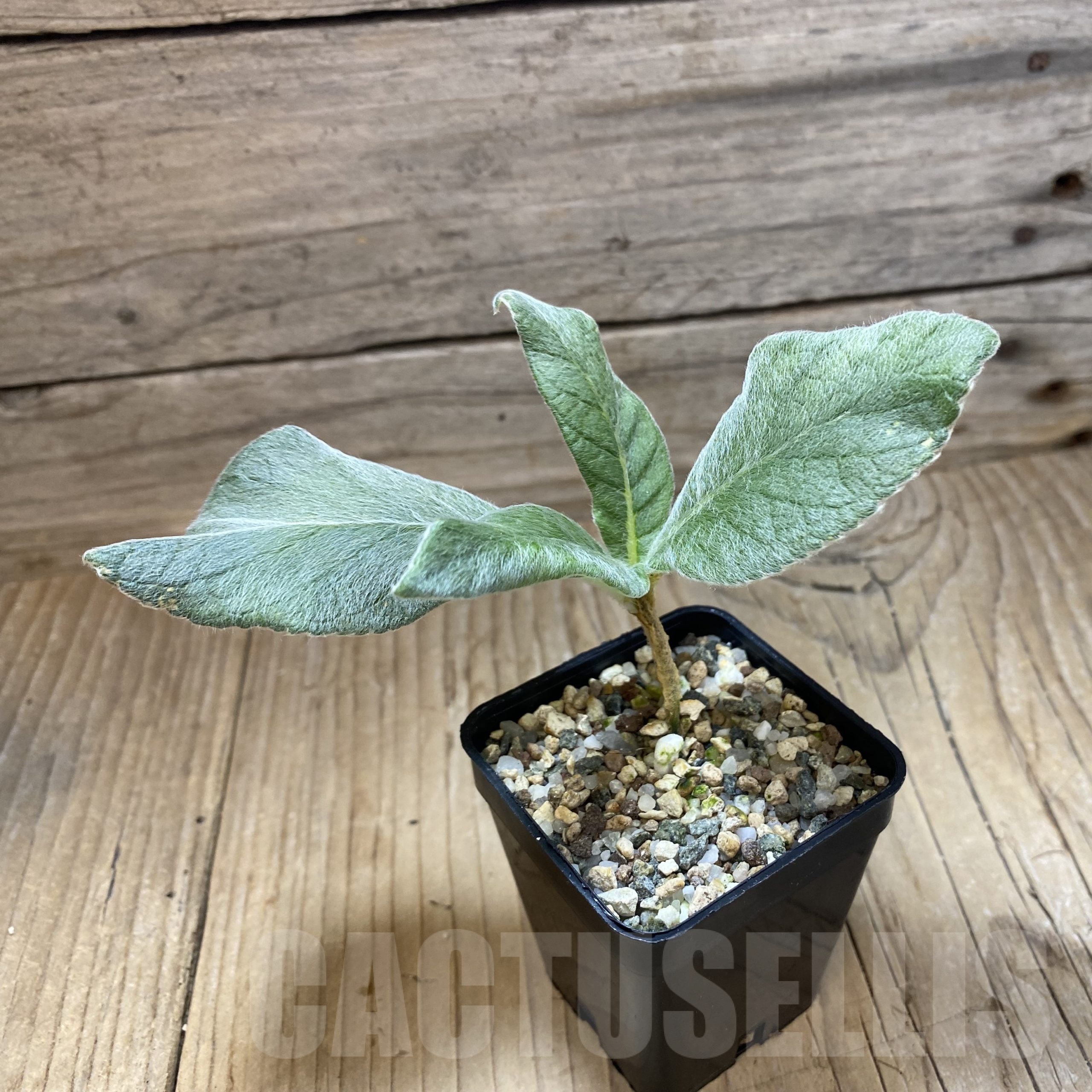 SH23007 Sinningia leucotricha - Image 2