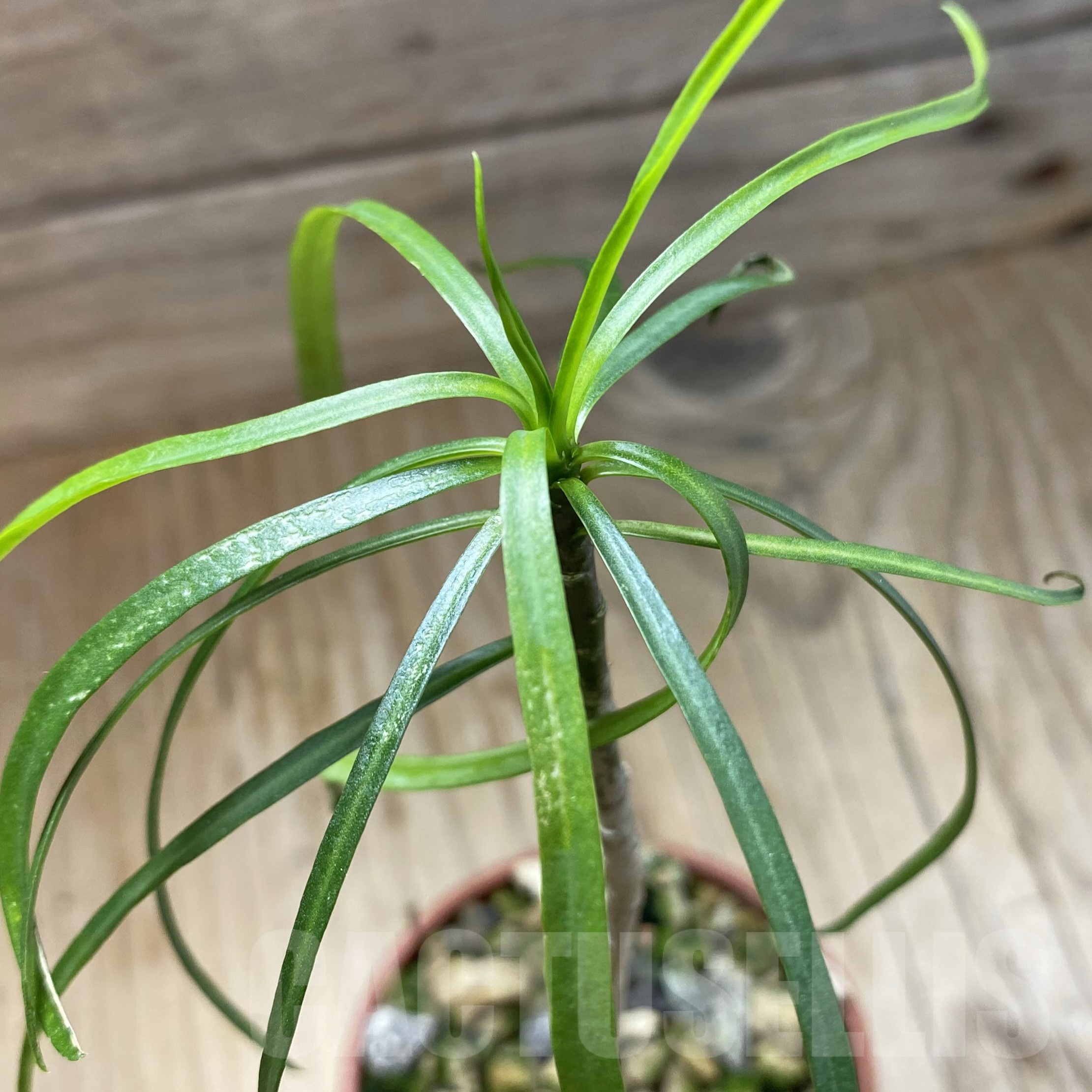SH23008 Euphorbia balsamifera