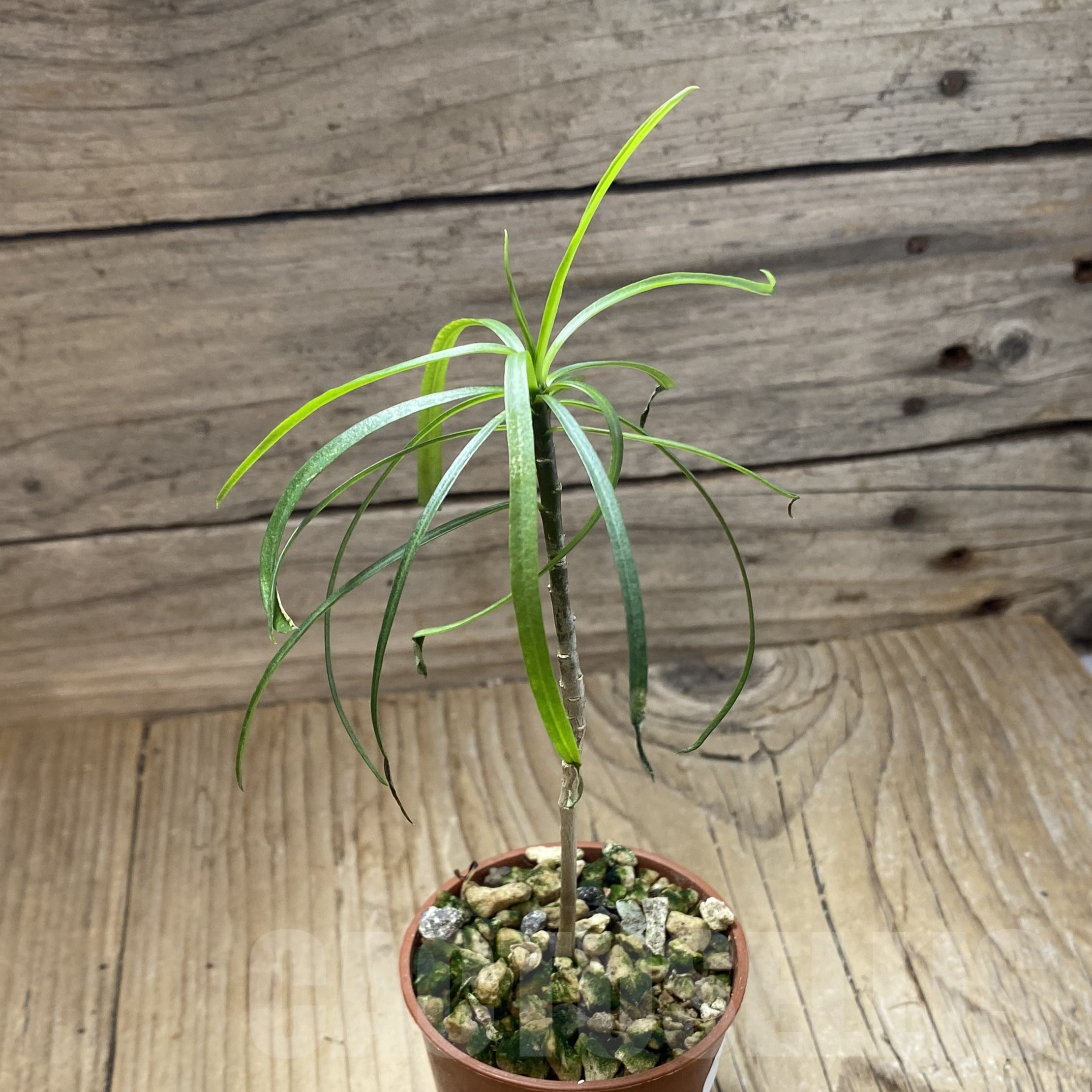 SH23008 Euphorbia balsamifera - Image 2
