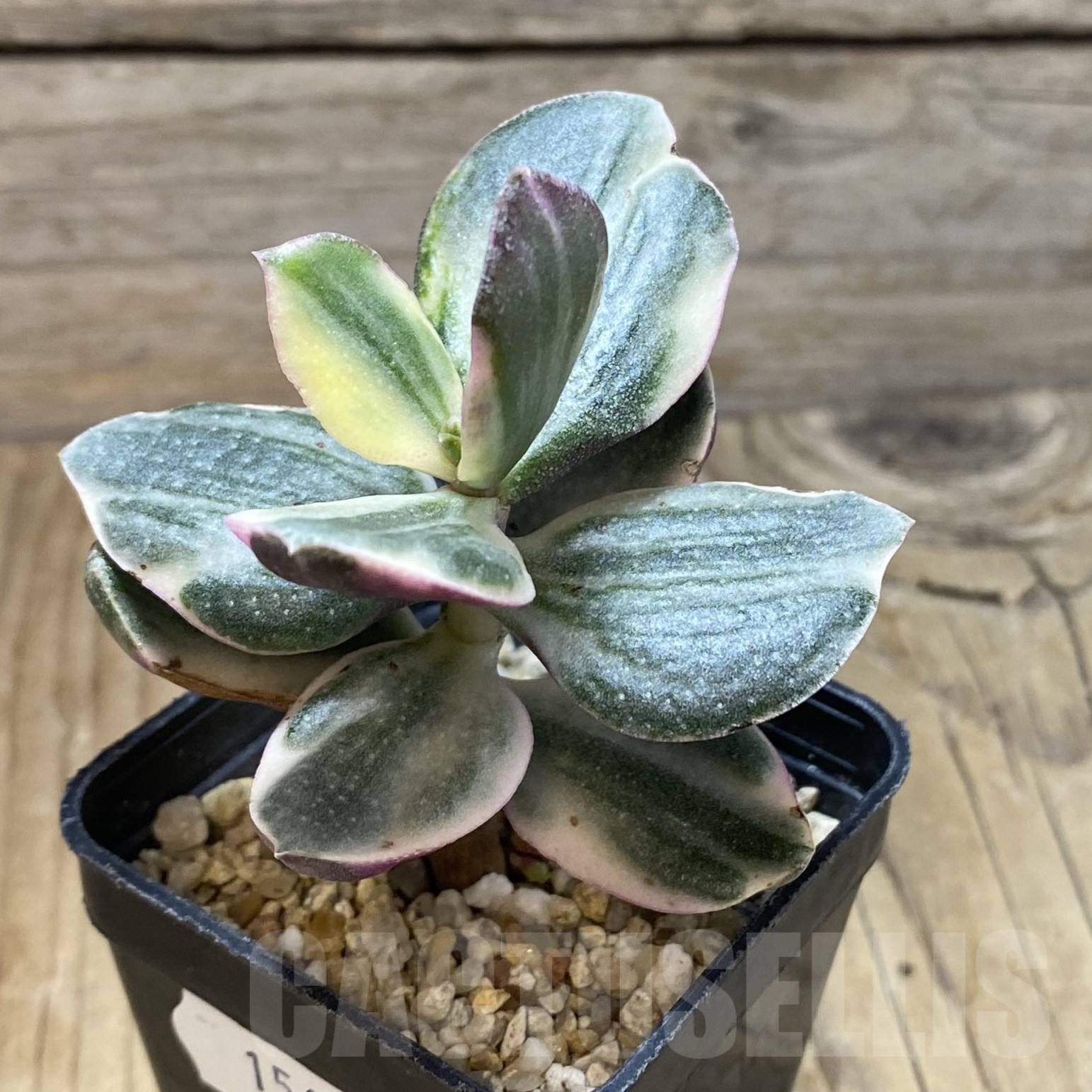 SH15607 Crassula ovata f. variegata - Image 2