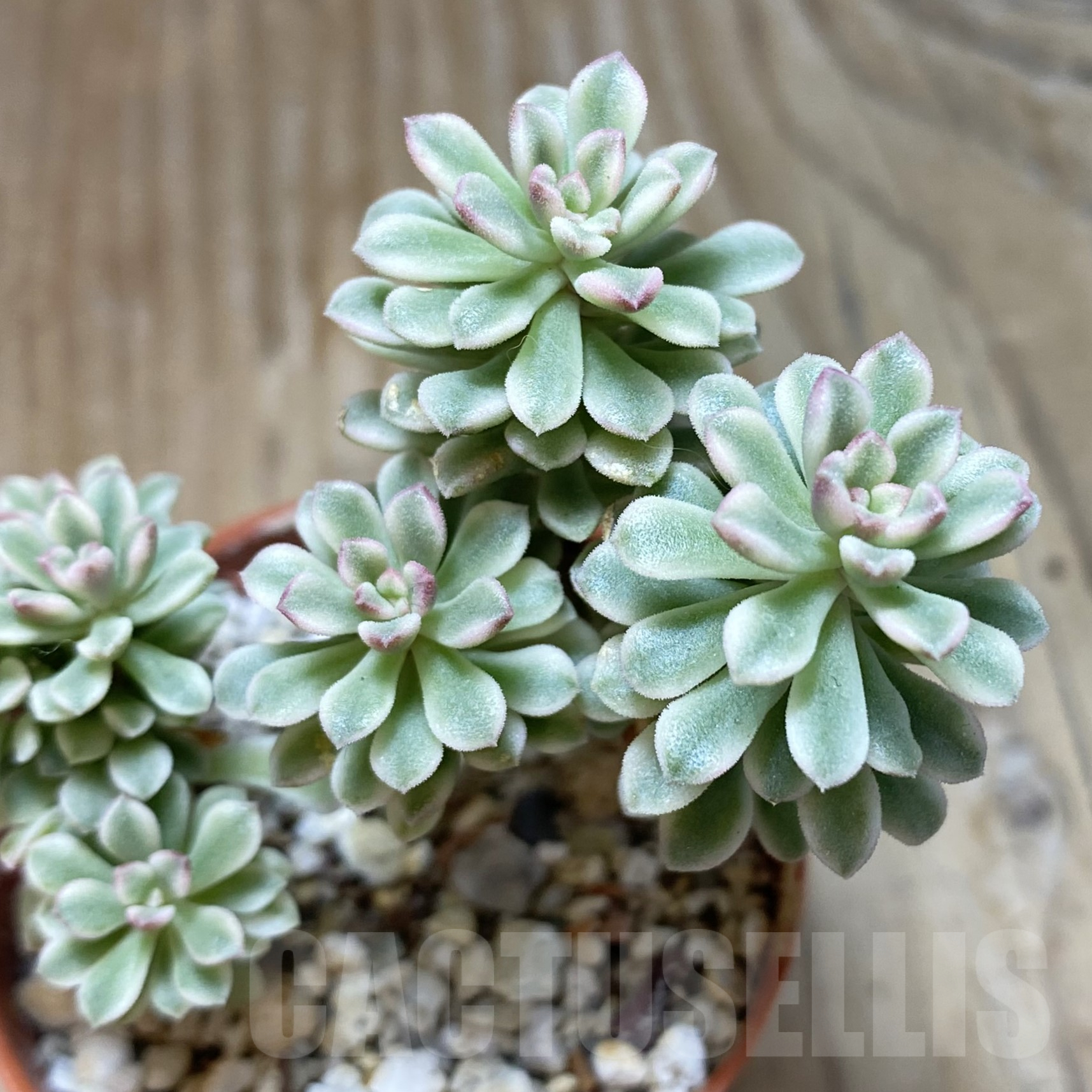 SH15608 Sedum 'Joyce Tulloch' f. variegata