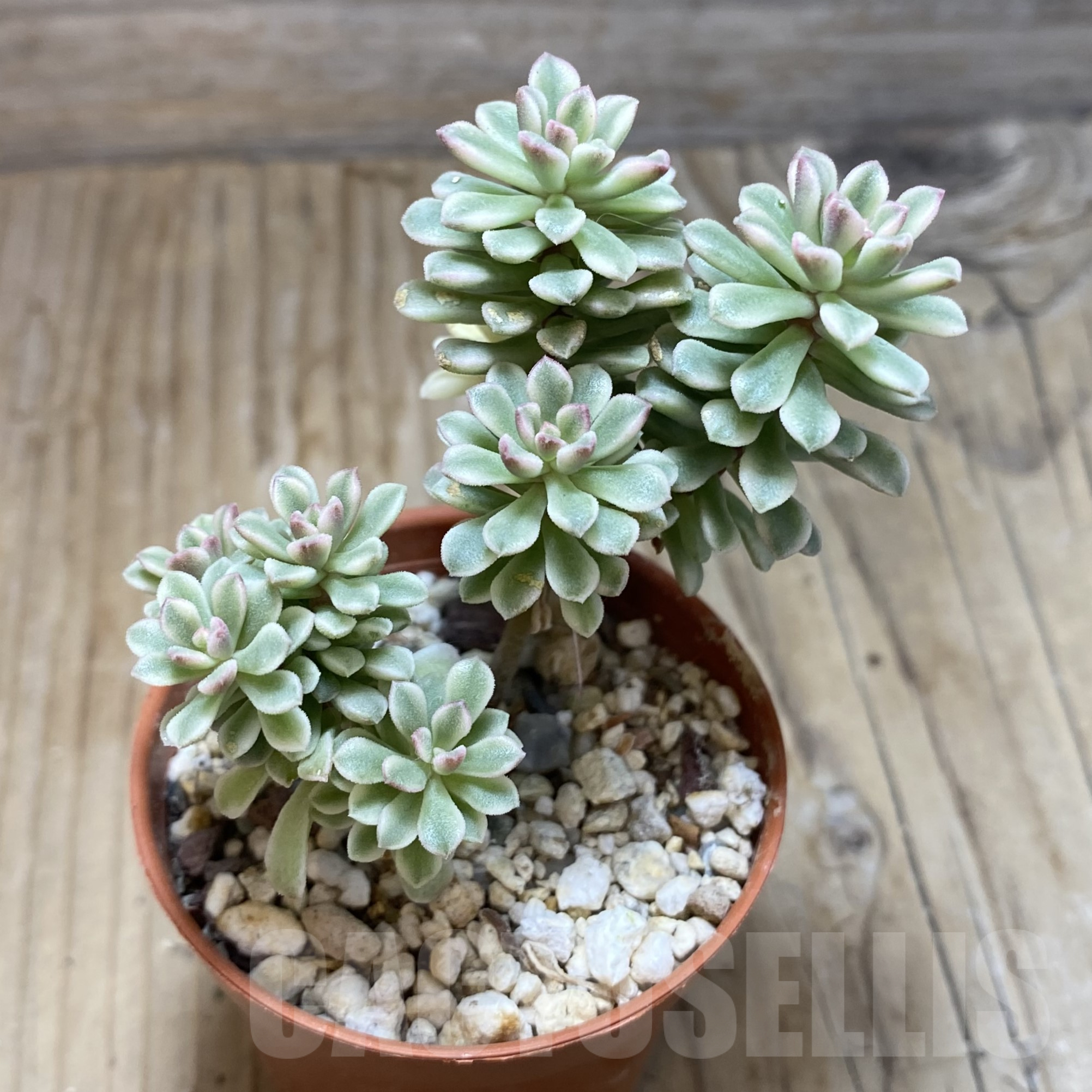 SH15608 Sedum 'Joyce Tulloch' f. variegata - Image 2