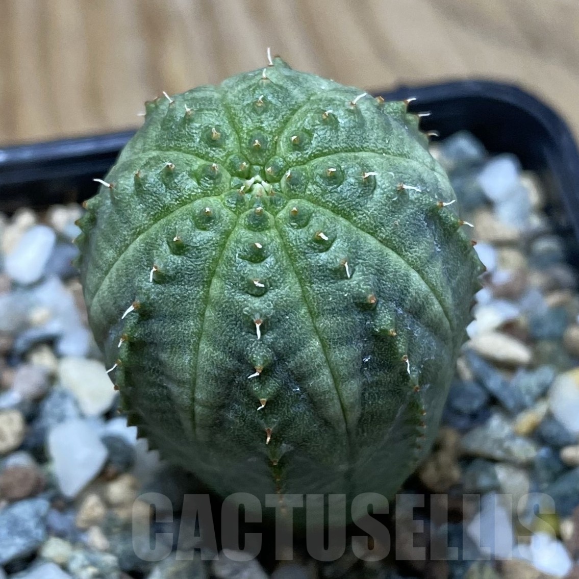 SH23010 Euphorbia obesa hybrid