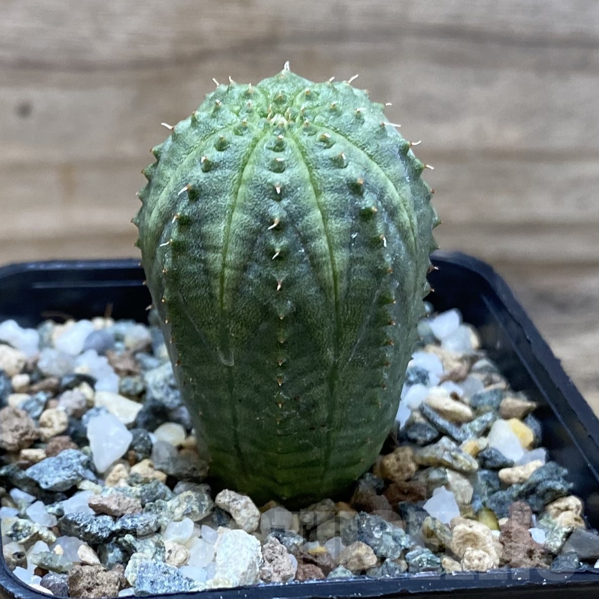 SH23010 Euphorbia obesa hybrid - Image 2