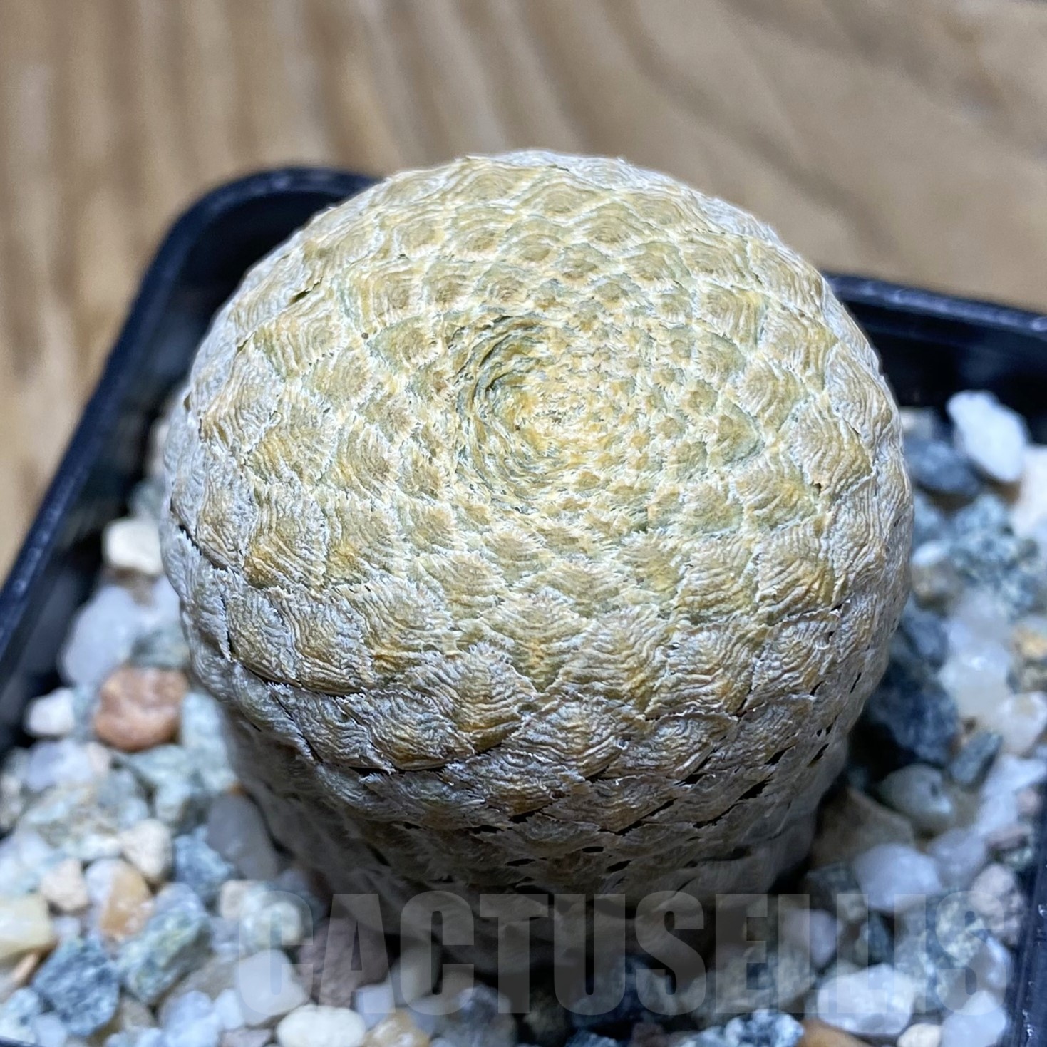 SH23012 Euphorbia piscidermis