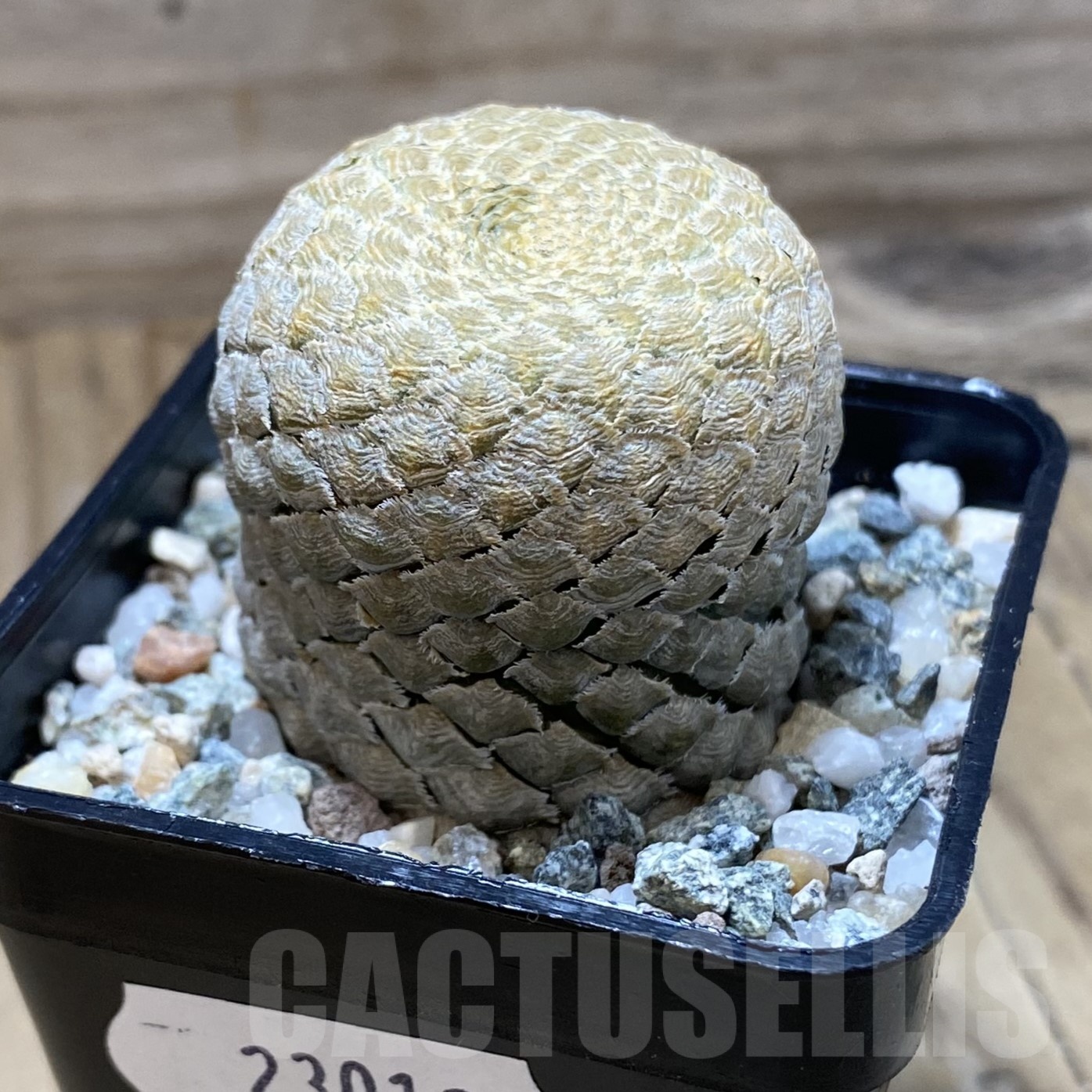 SH23012 Euphorbia piscidermis - Image 2