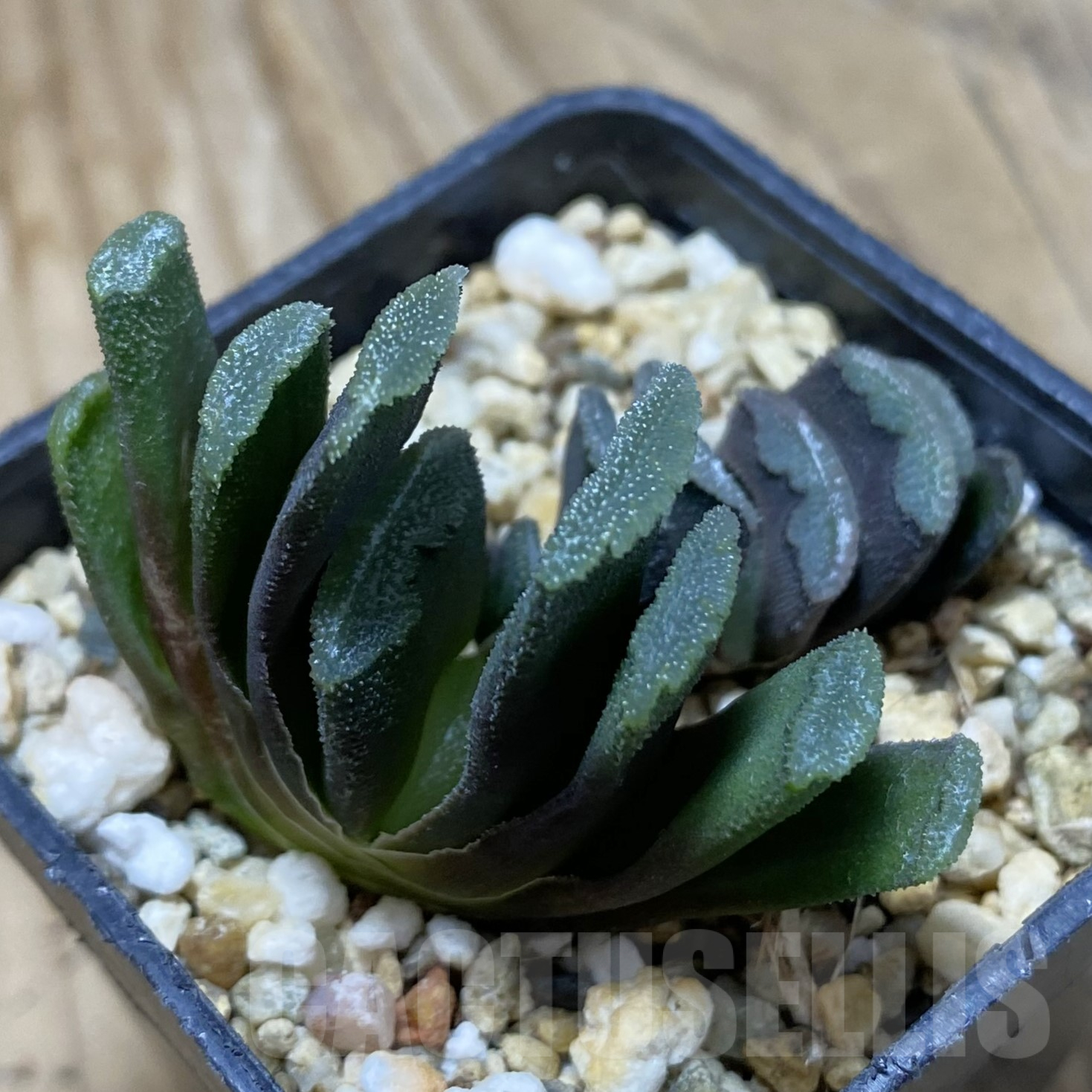 SH15613 Haworthia truncata hybrid, 2 plants - Image 2