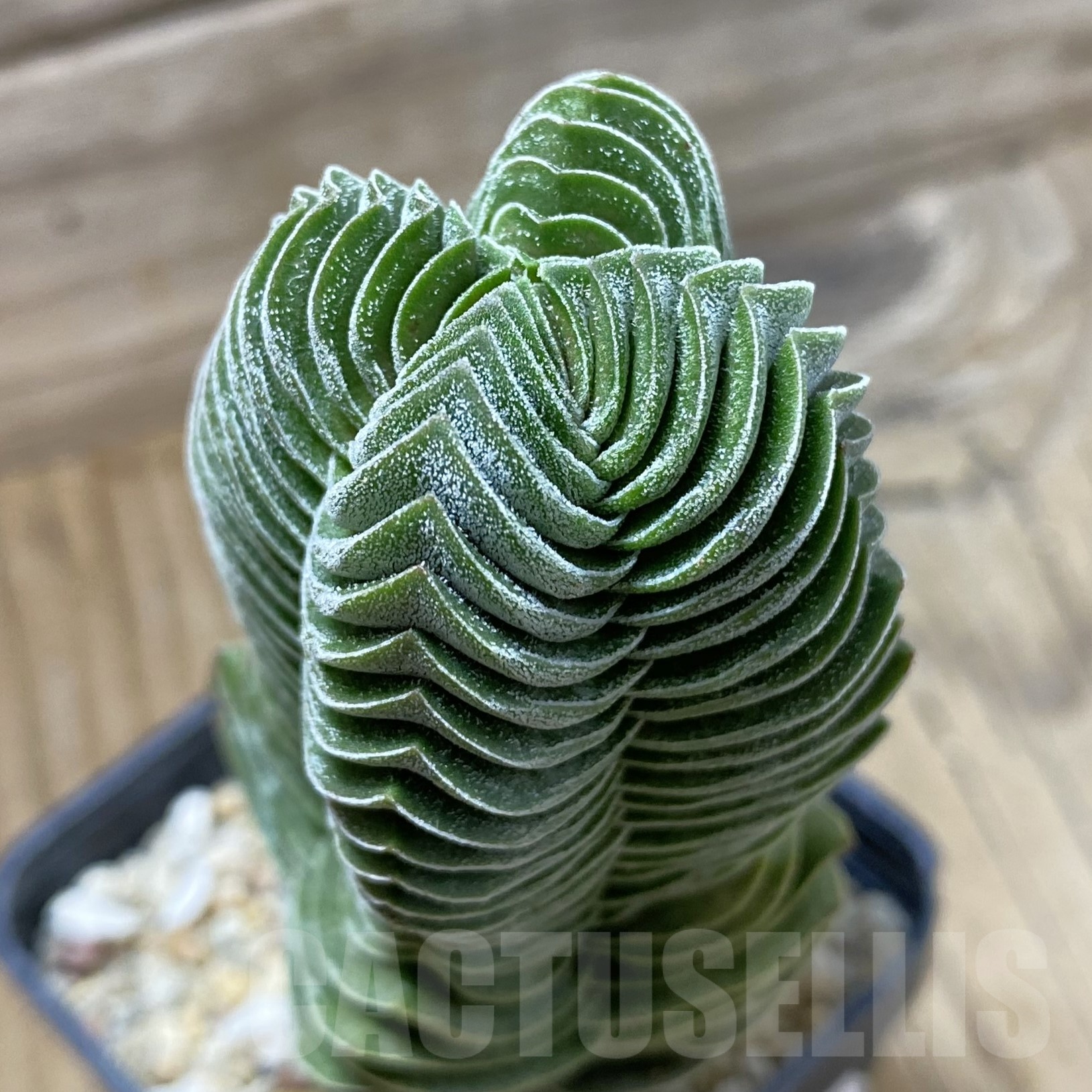SH23020 Crassula 'Buddha's Temple'