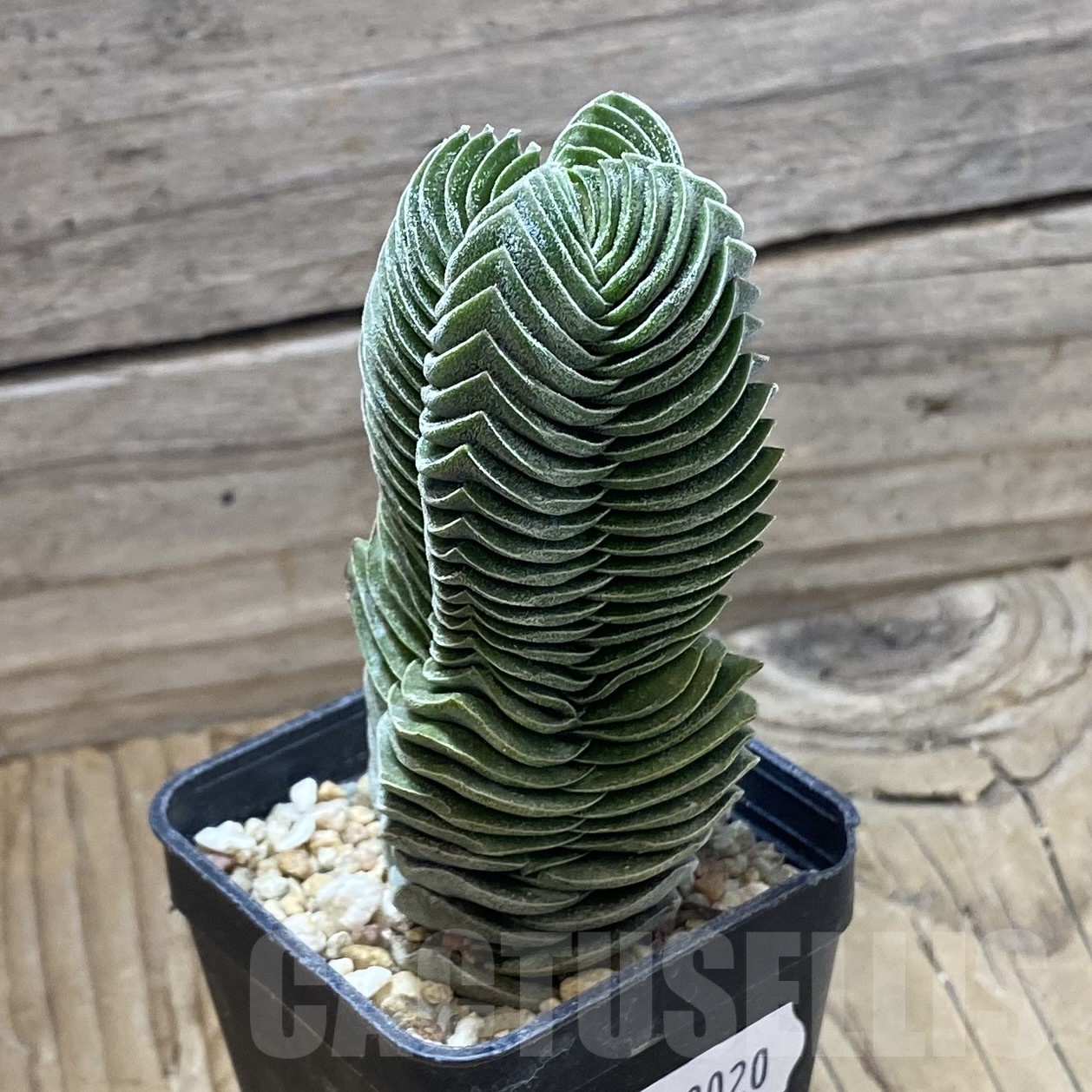 SH23020 Crassula 'Buddha's Temple' - Image 2