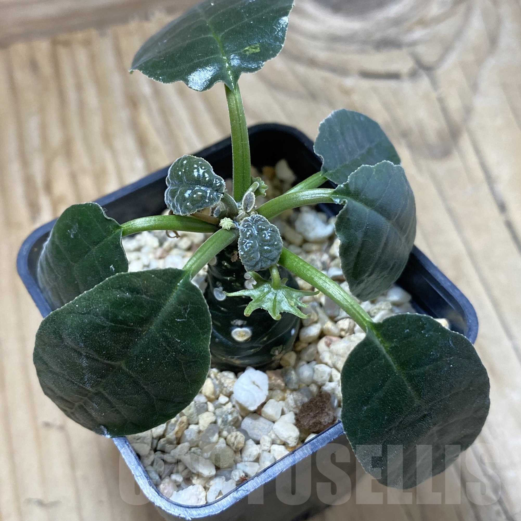 SH23023 Dorstenia foetida