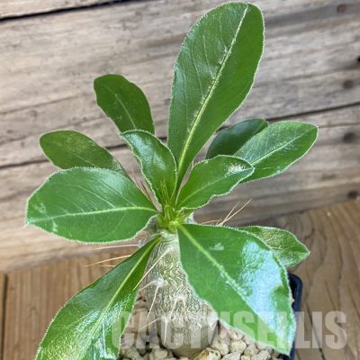 SH34766 Pachypodium saundersii