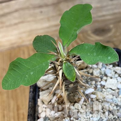 SH34767 Euphorbia croizatii