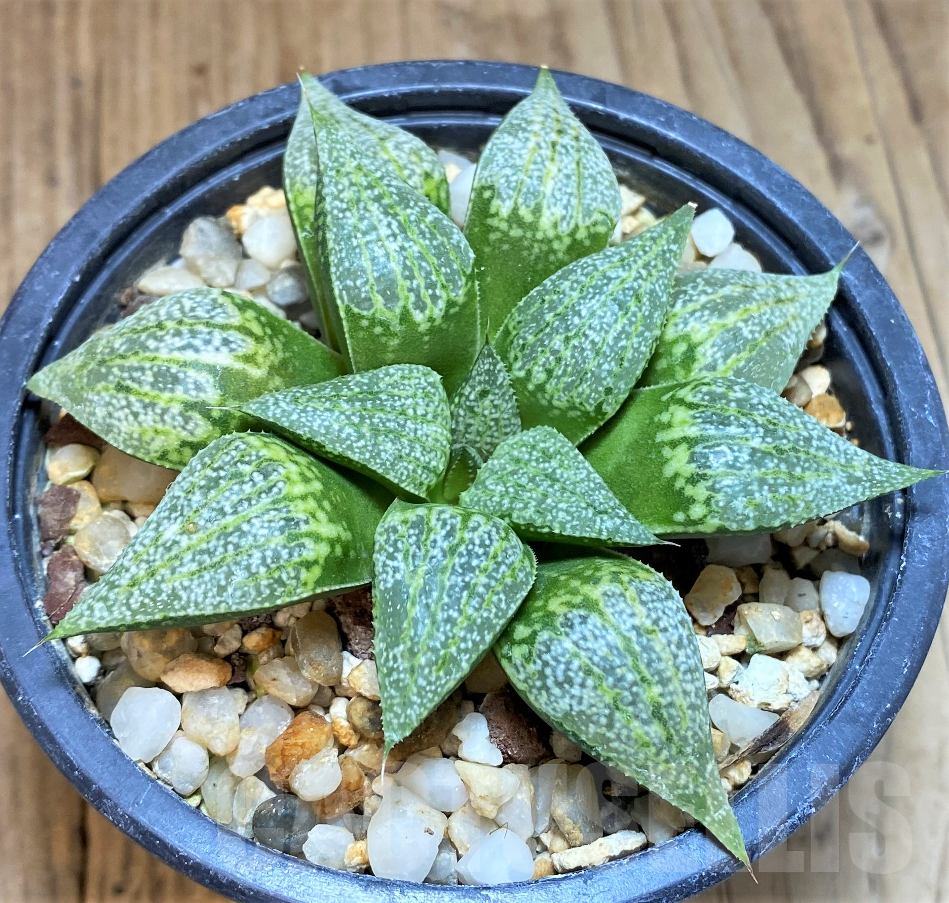SH488 Haworthia picta 'Hakusen'