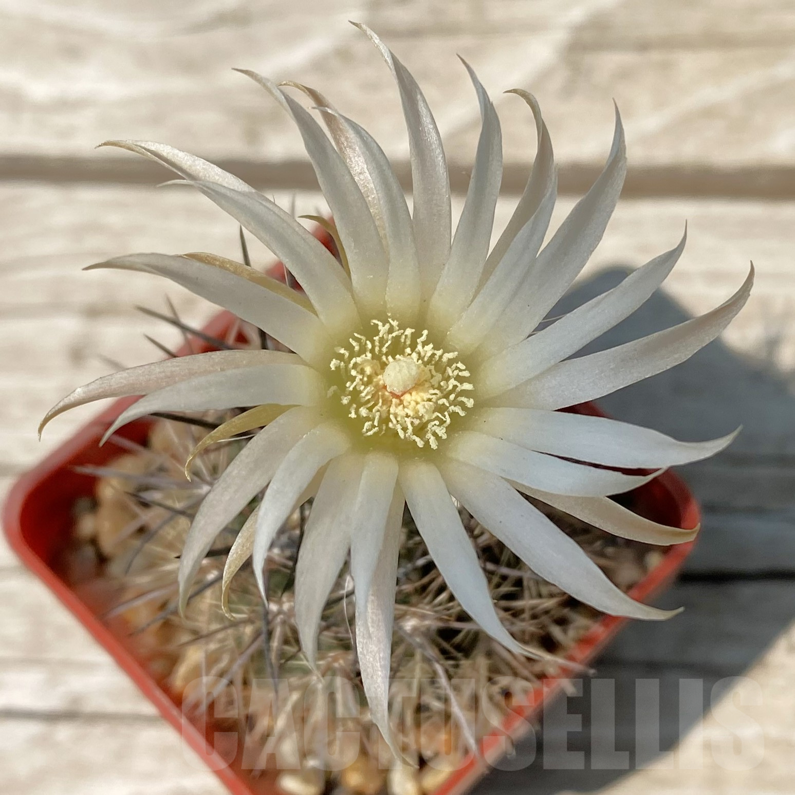 SH13347 Neoporteria aff. echinus