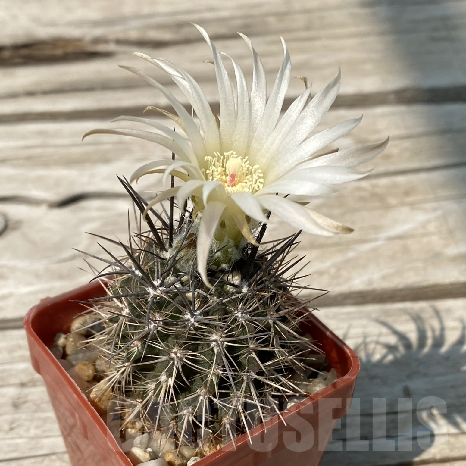 SH13347 Neoporteria aff. echinus - Image 2