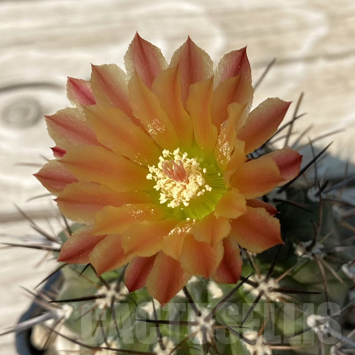 SH13344 Horridocactus horridus