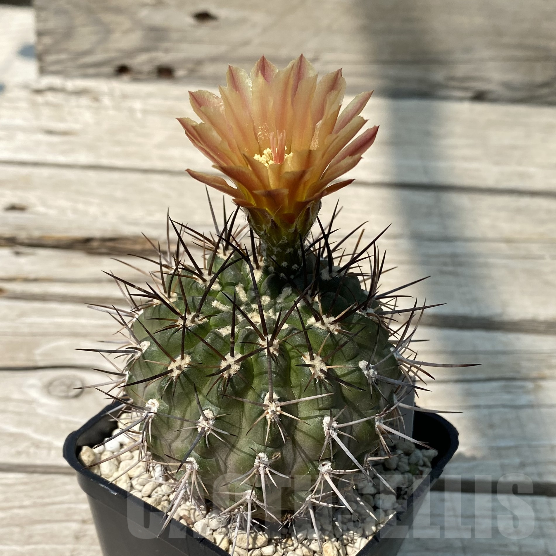 SH13344 Horridocactus horridus - Image 2