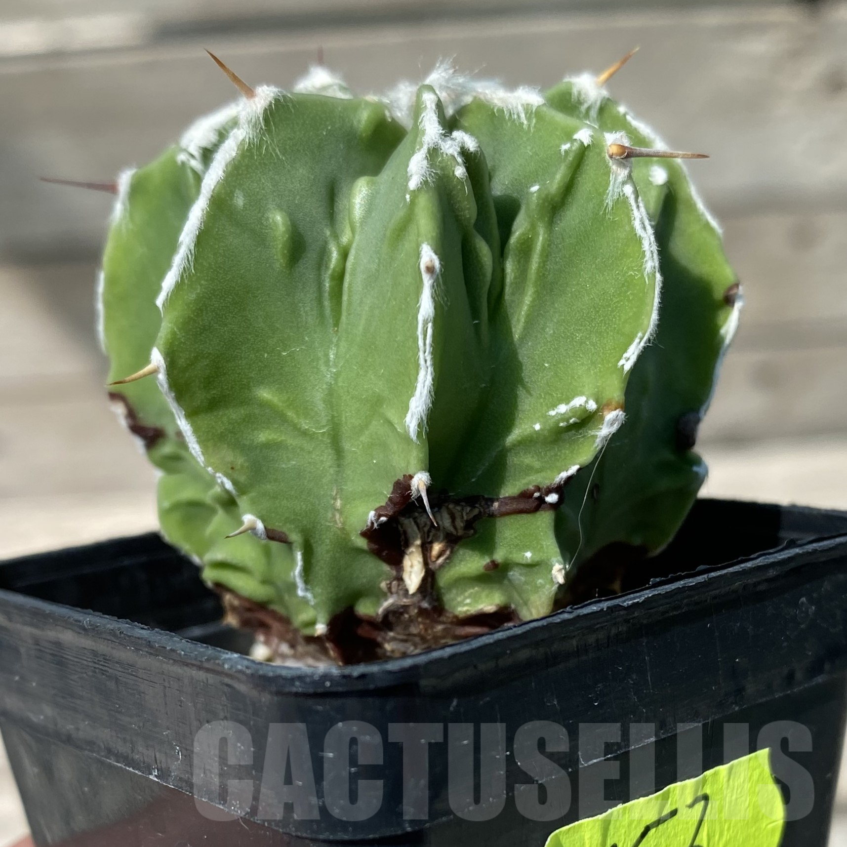 SET157 Astrophytum mix, 4 plants - Image 2
