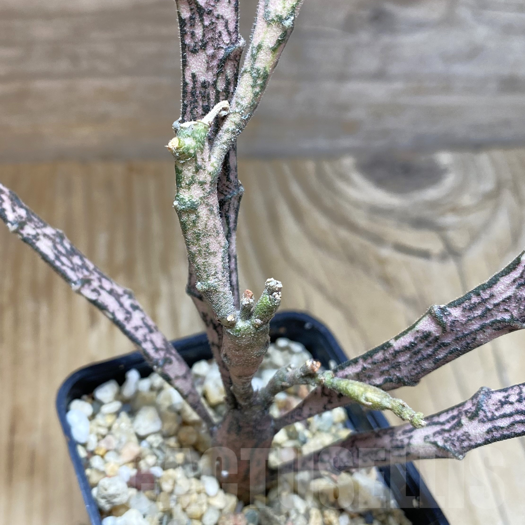 SH13334 Euphorbia platyclada