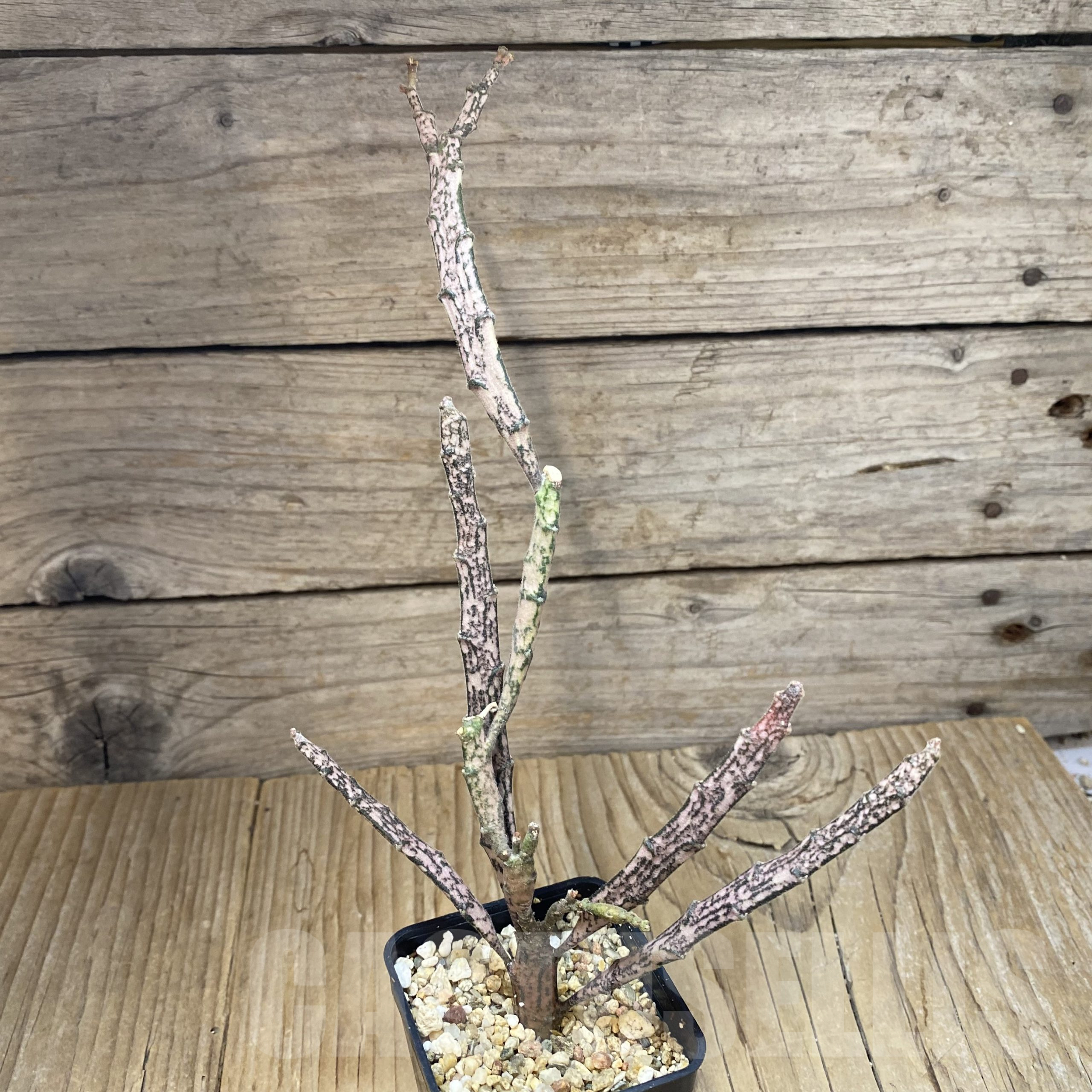SH13334 Euphorbia platyclada - Image 2