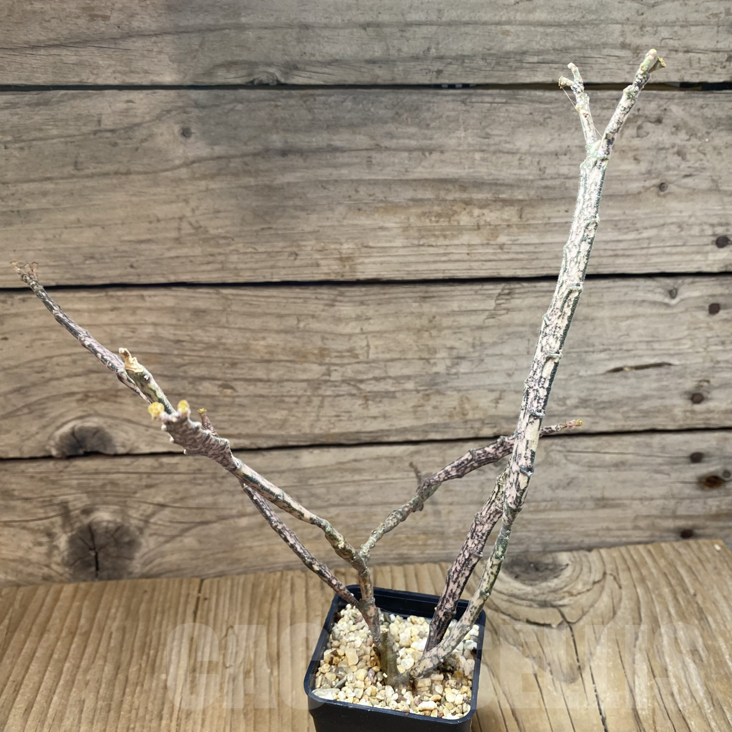SH13335 Euphorbia platyclada - Image 2
