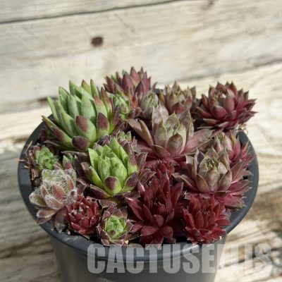 SH34033 Sempervivum mix (cold-resistant)